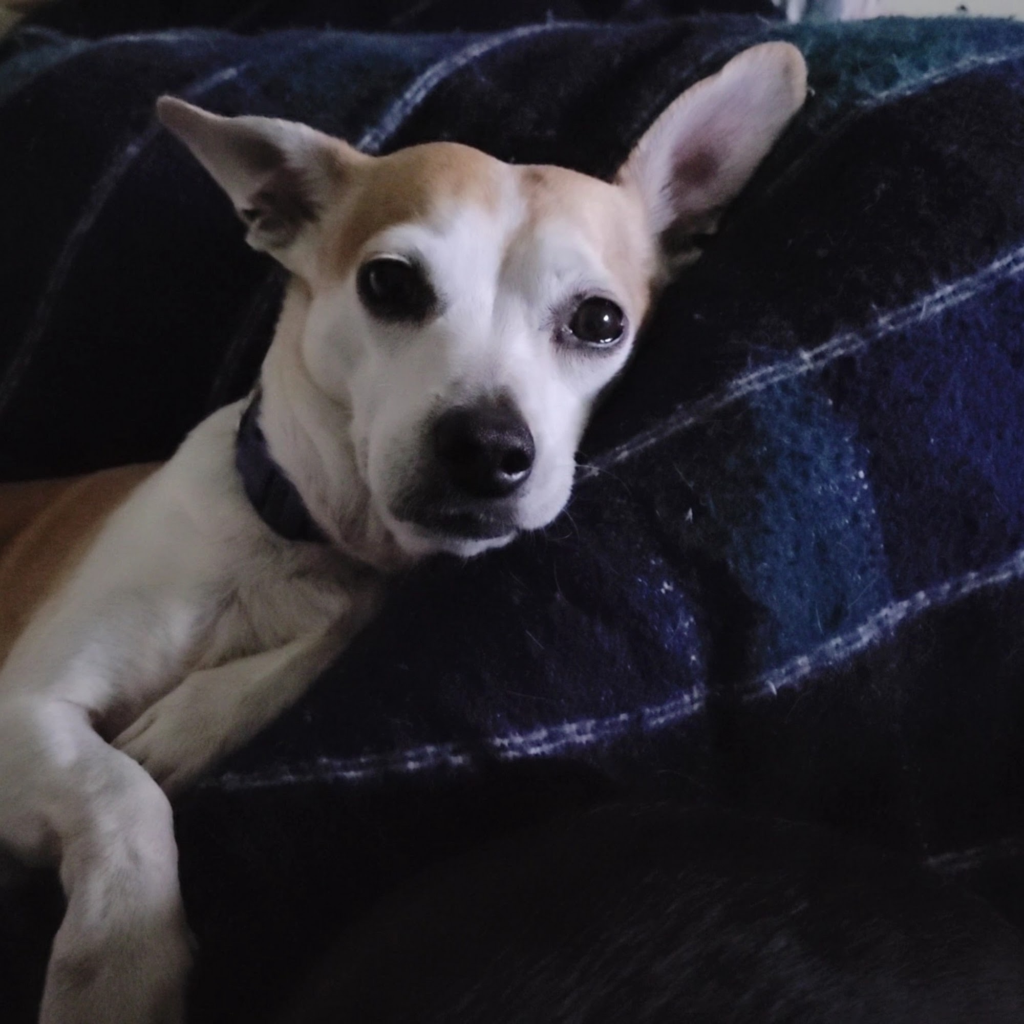 Southern Oregon Humane Society Medford