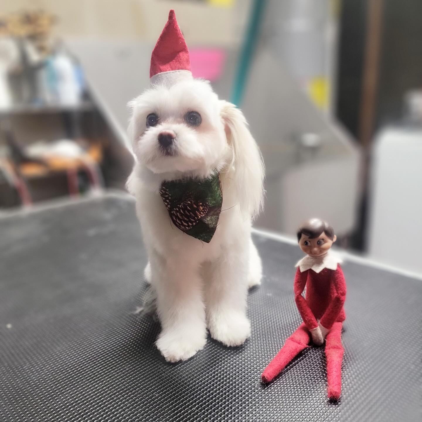 Up Dog Grooming Medford