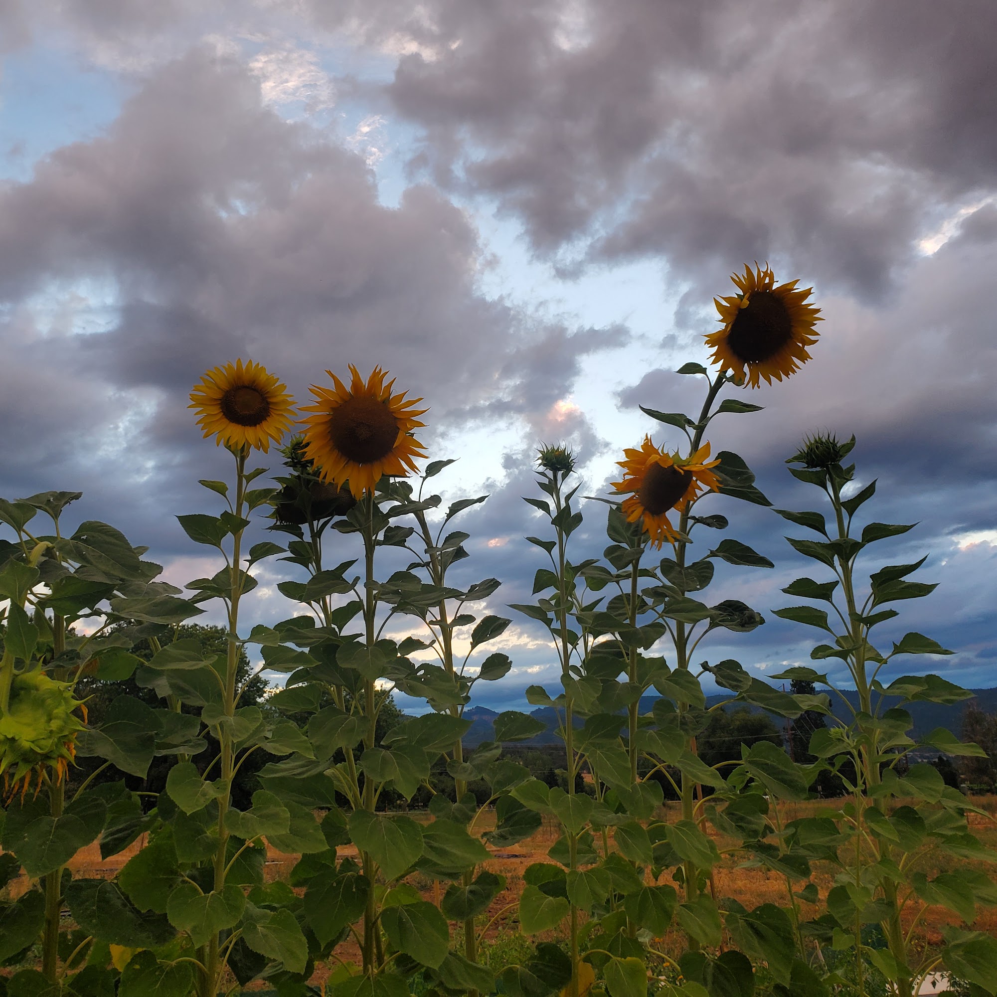 Wild Hare Farms LLC Medford