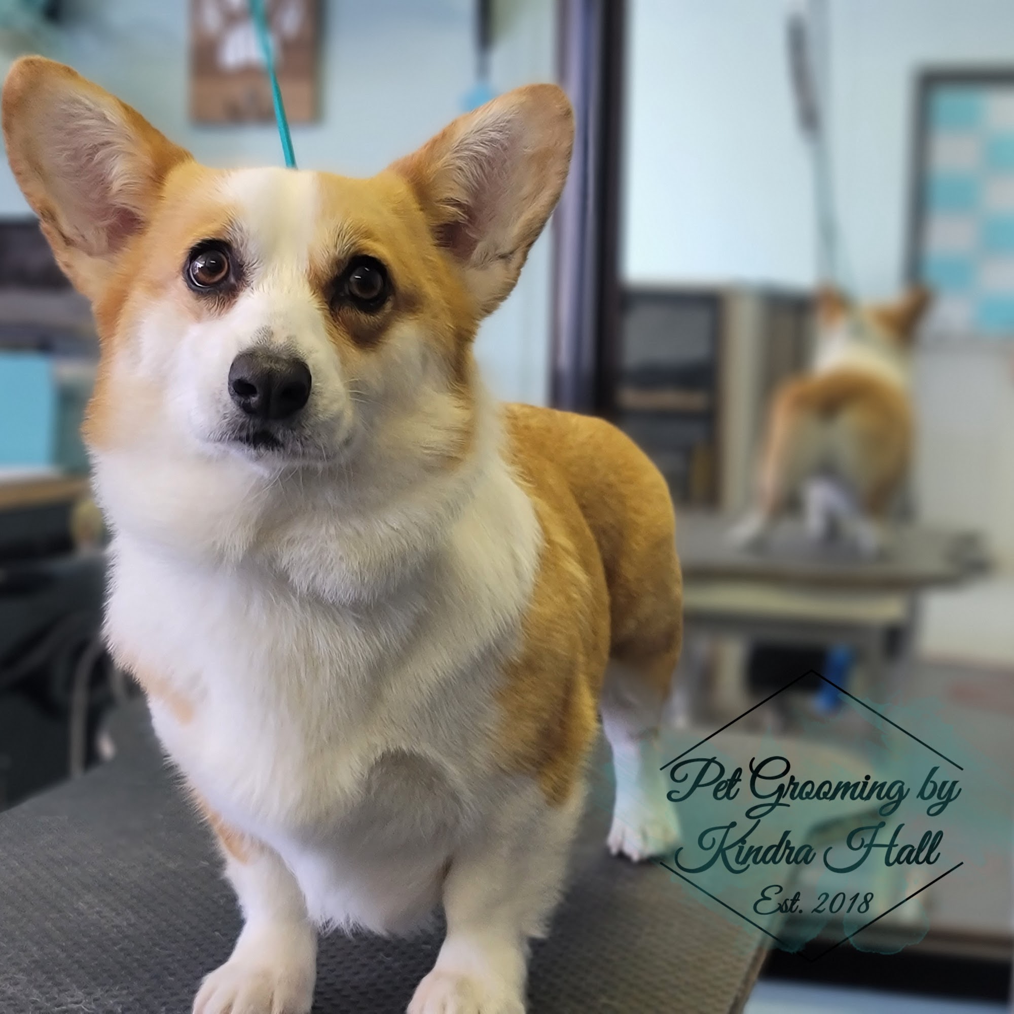 Kindra's Pet Spa & Boutique Medford