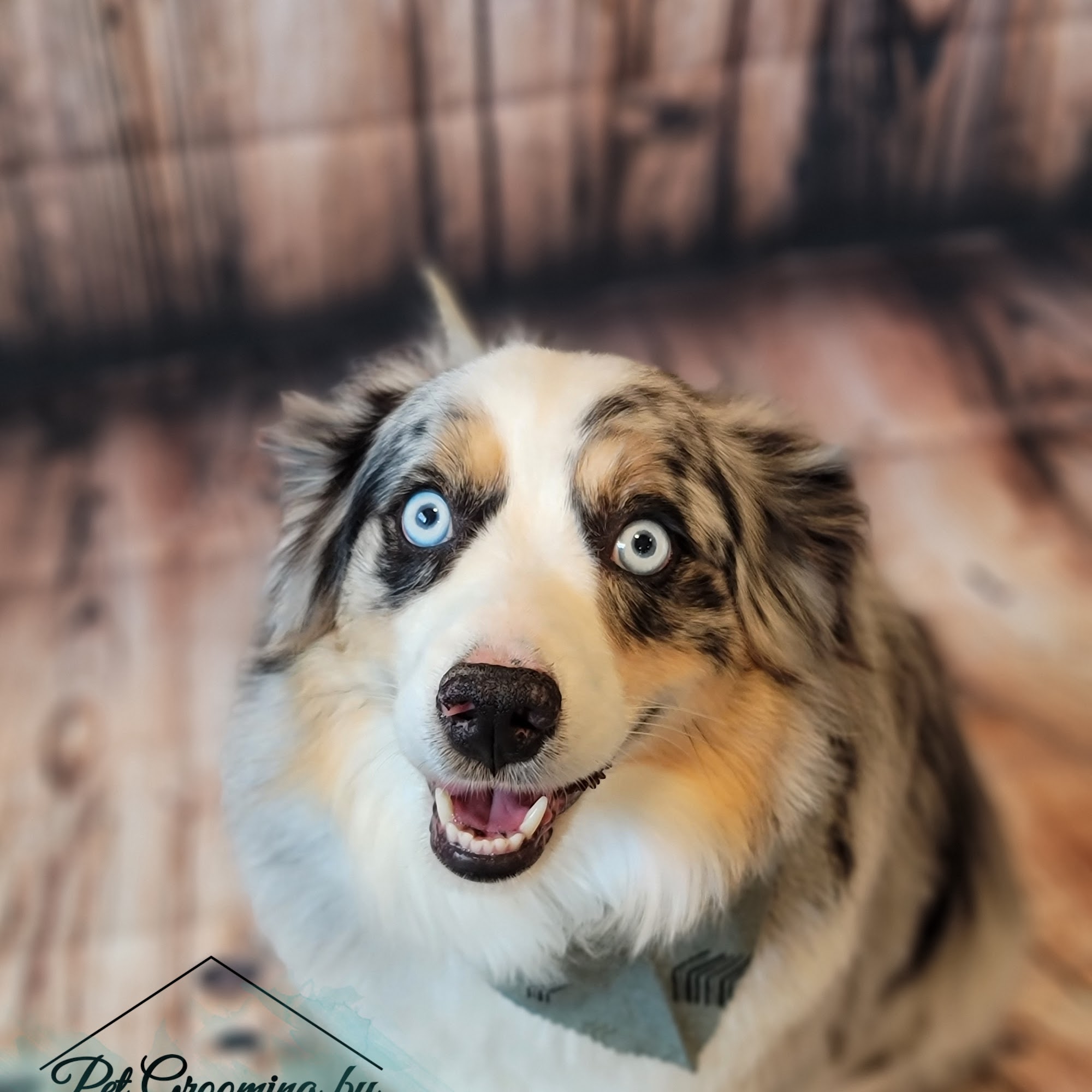 Kindra's Pet Spa & Boutique