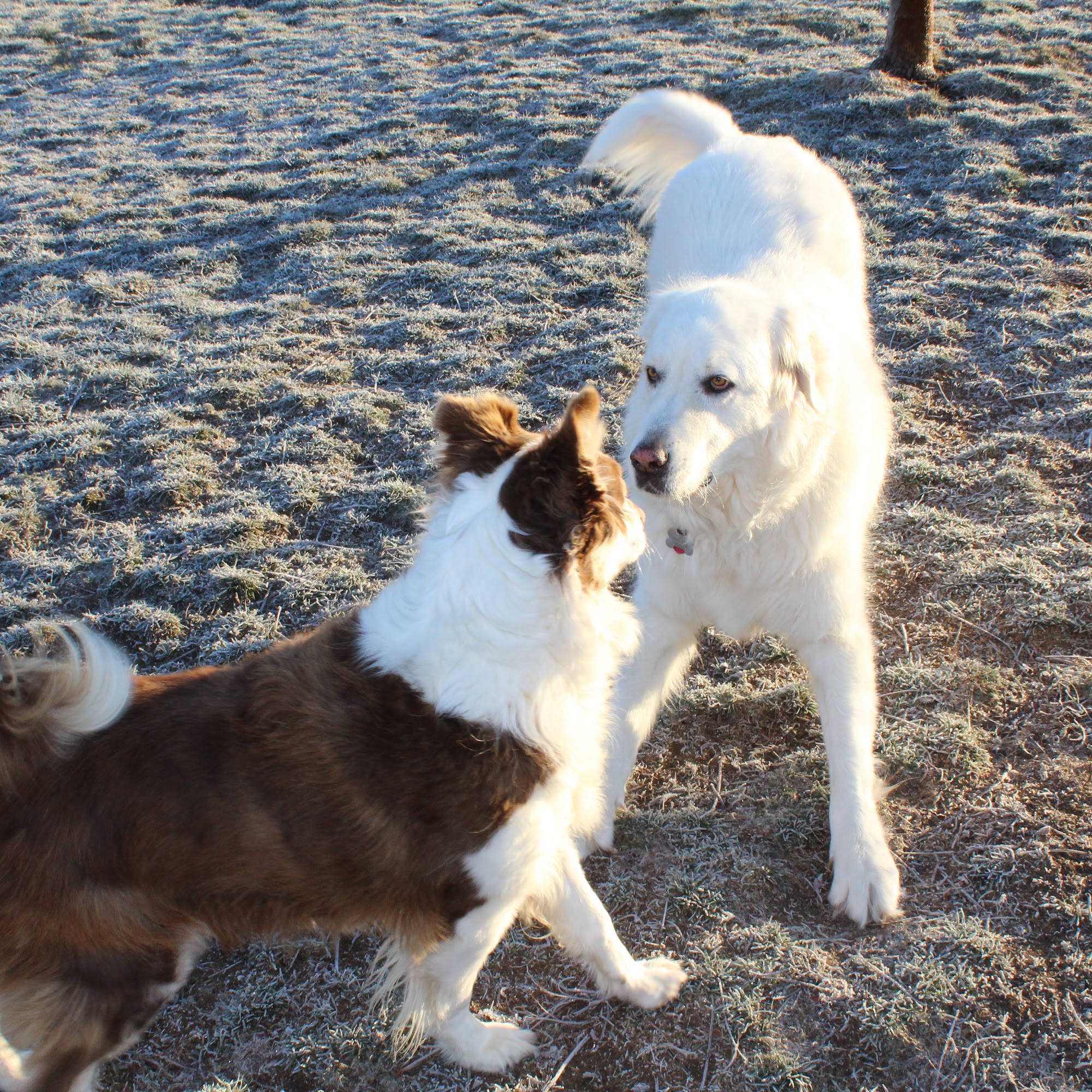 Penrod Kennels Milton-Freewater