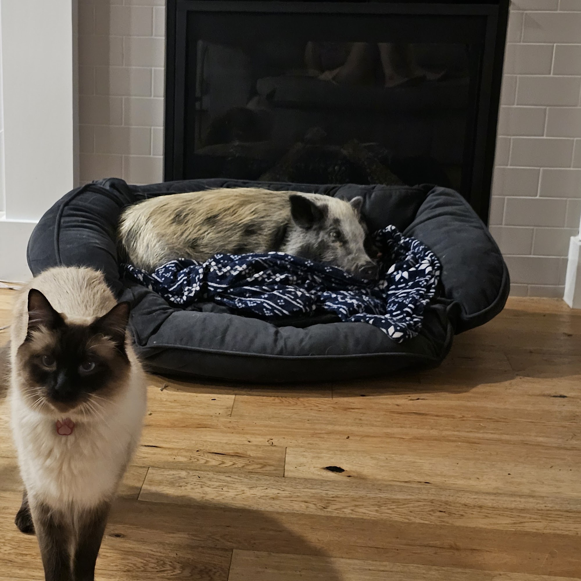 Linwood Animal Clinic Milwaukie