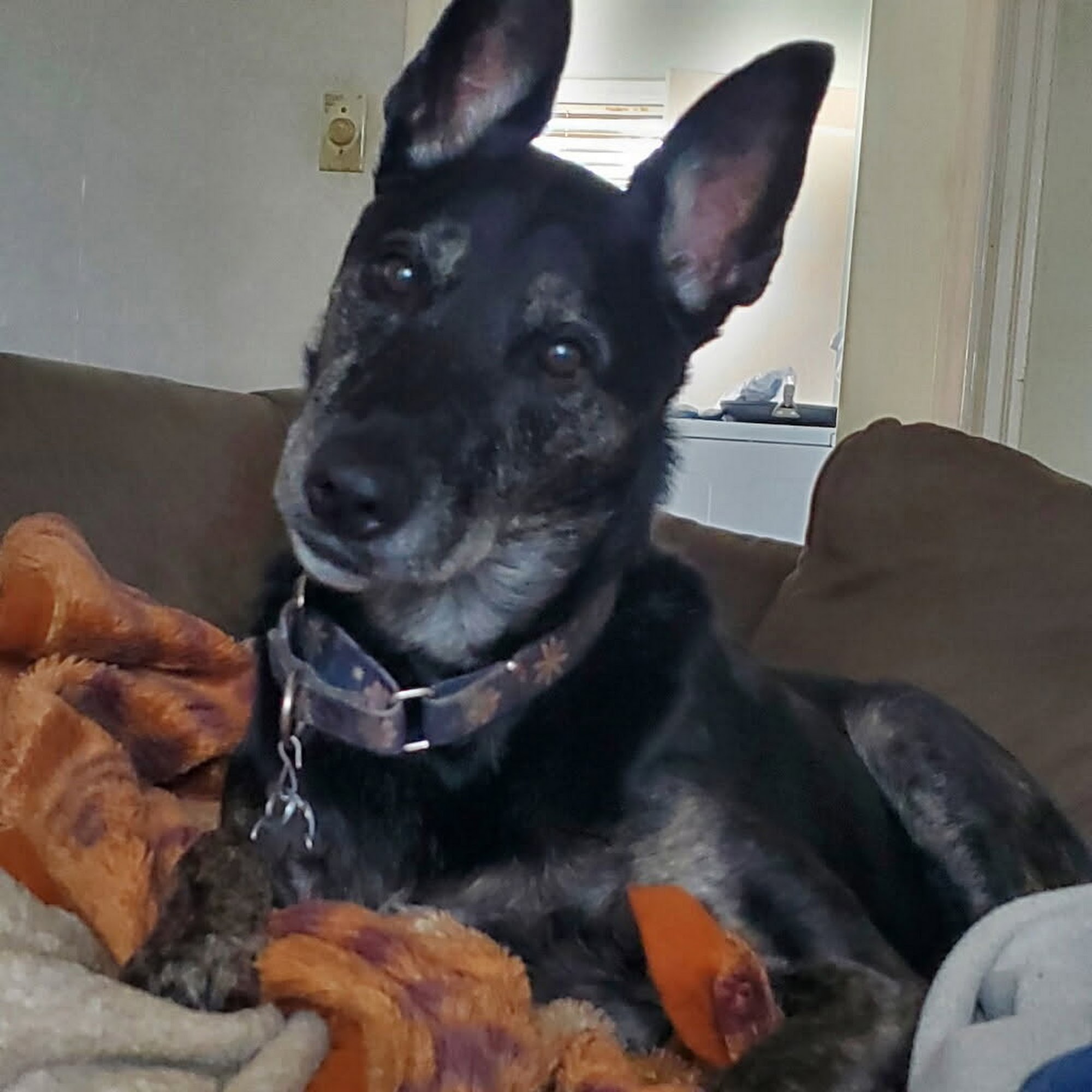 Southgate Animal Clinic Milwaukie