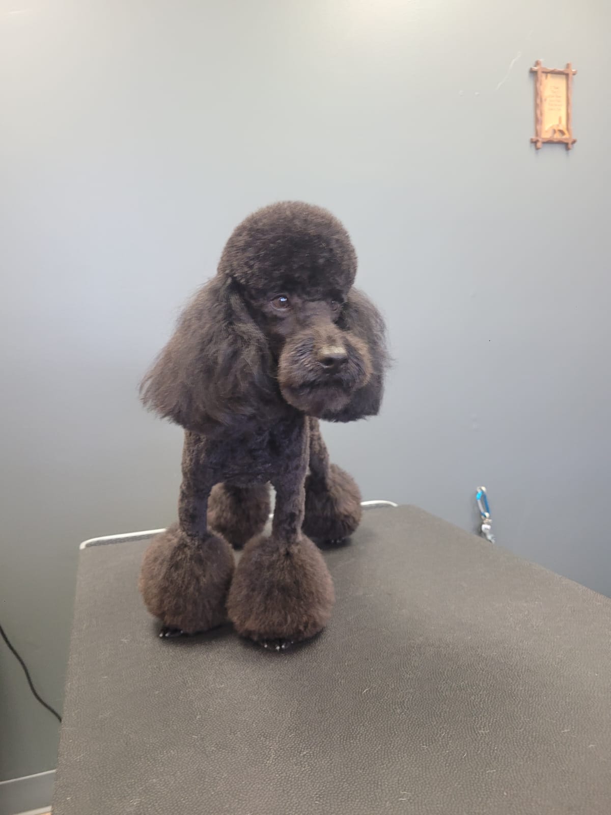 Destiny's Grooming Milwaukie