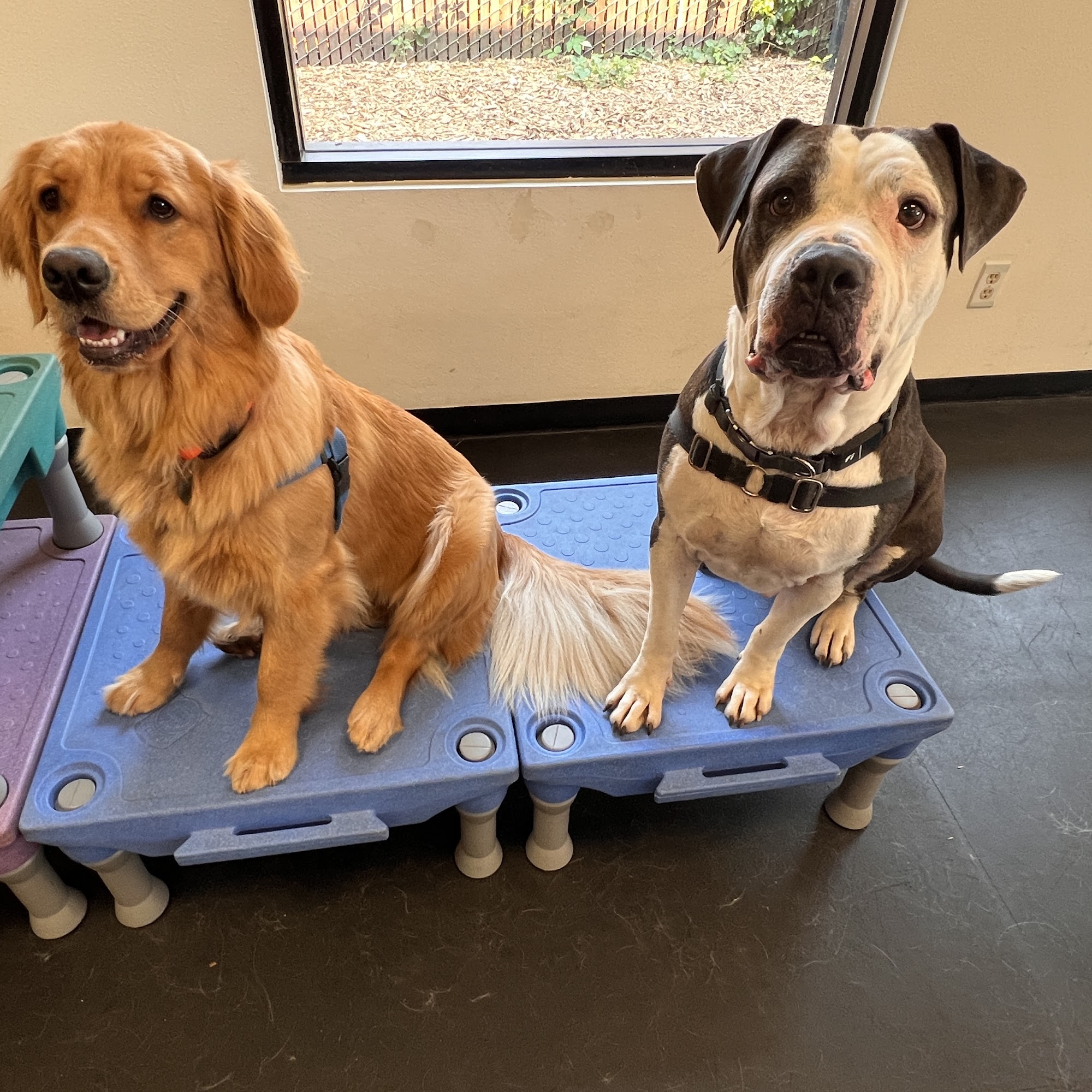 Wags n Wisdom Dog Training Milwaukie