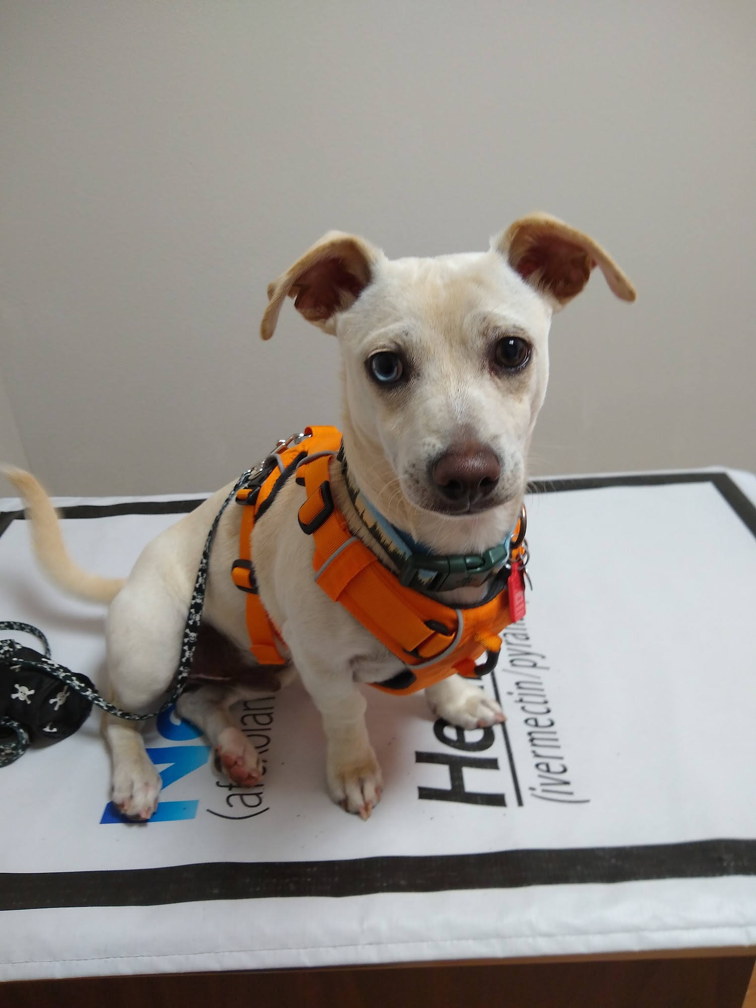 South Clackamas Veterinary Services Molalla