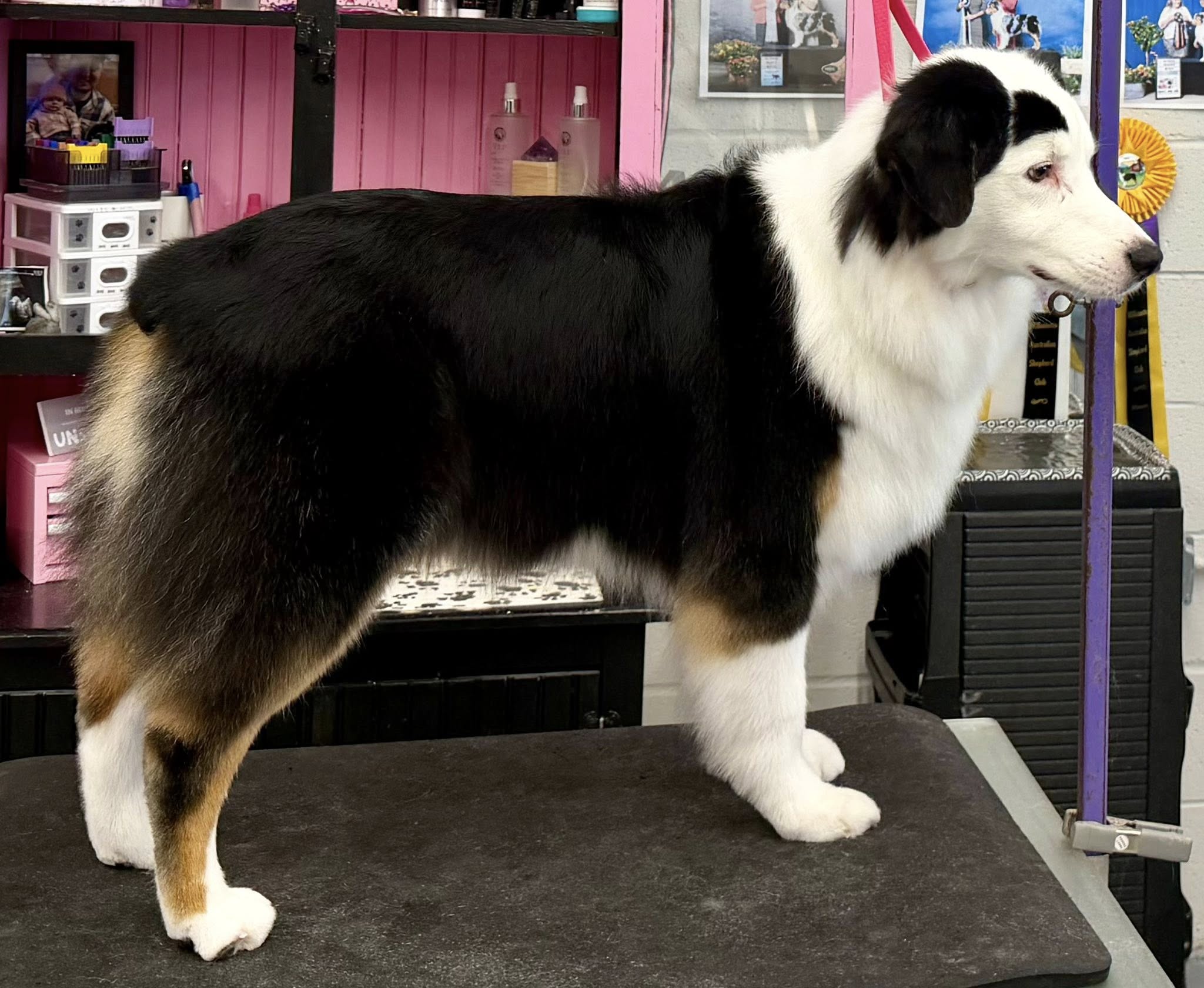 Grooming At Tiffani's Molalla
