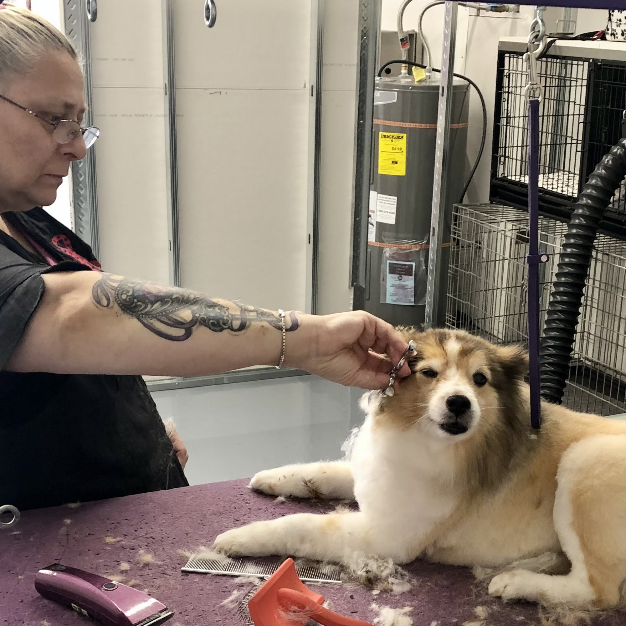 Grooming At Tiffani's Molalla