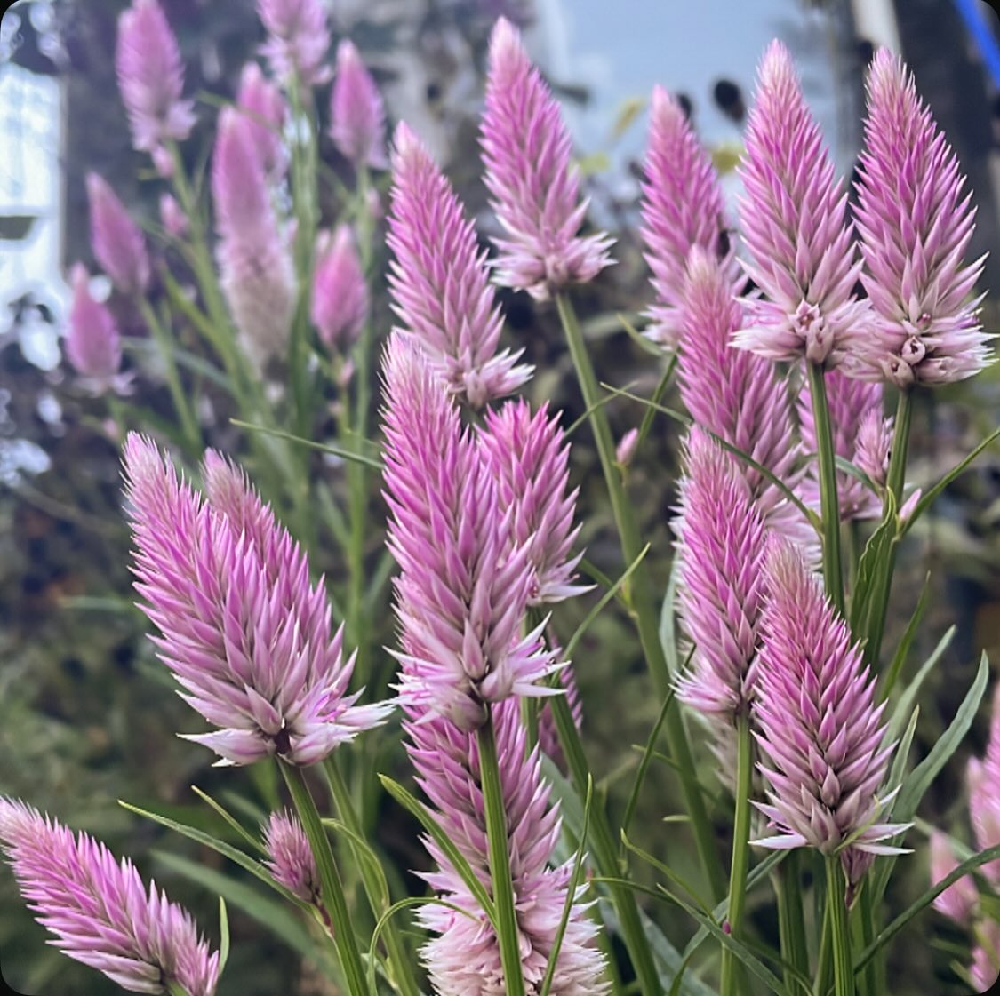 Home Roots Designs LLC