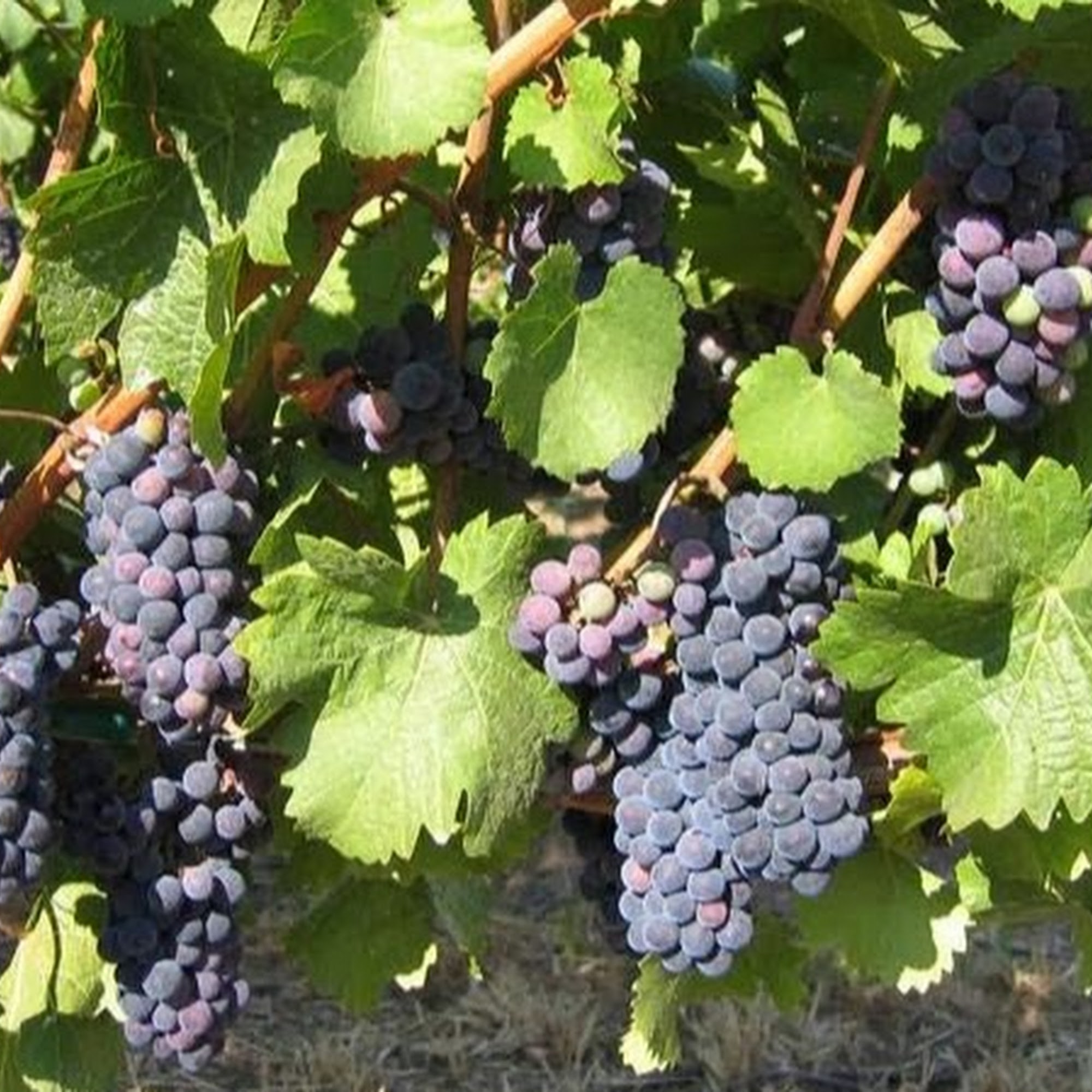 Garnier Vineyards Mosier