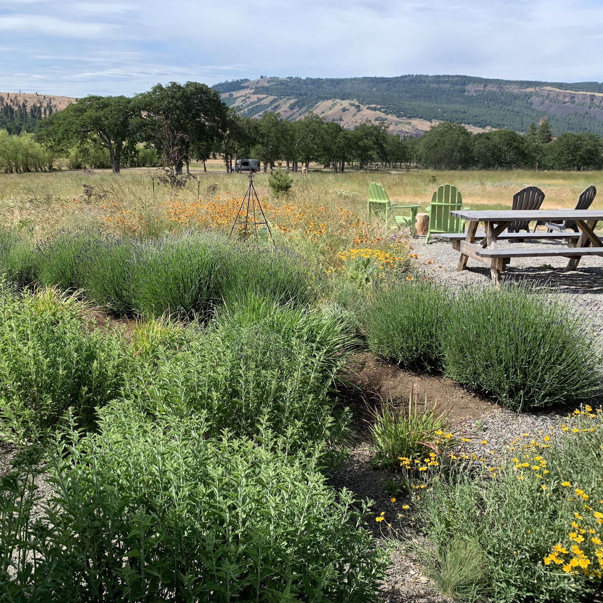 Runcible Cider Mosier