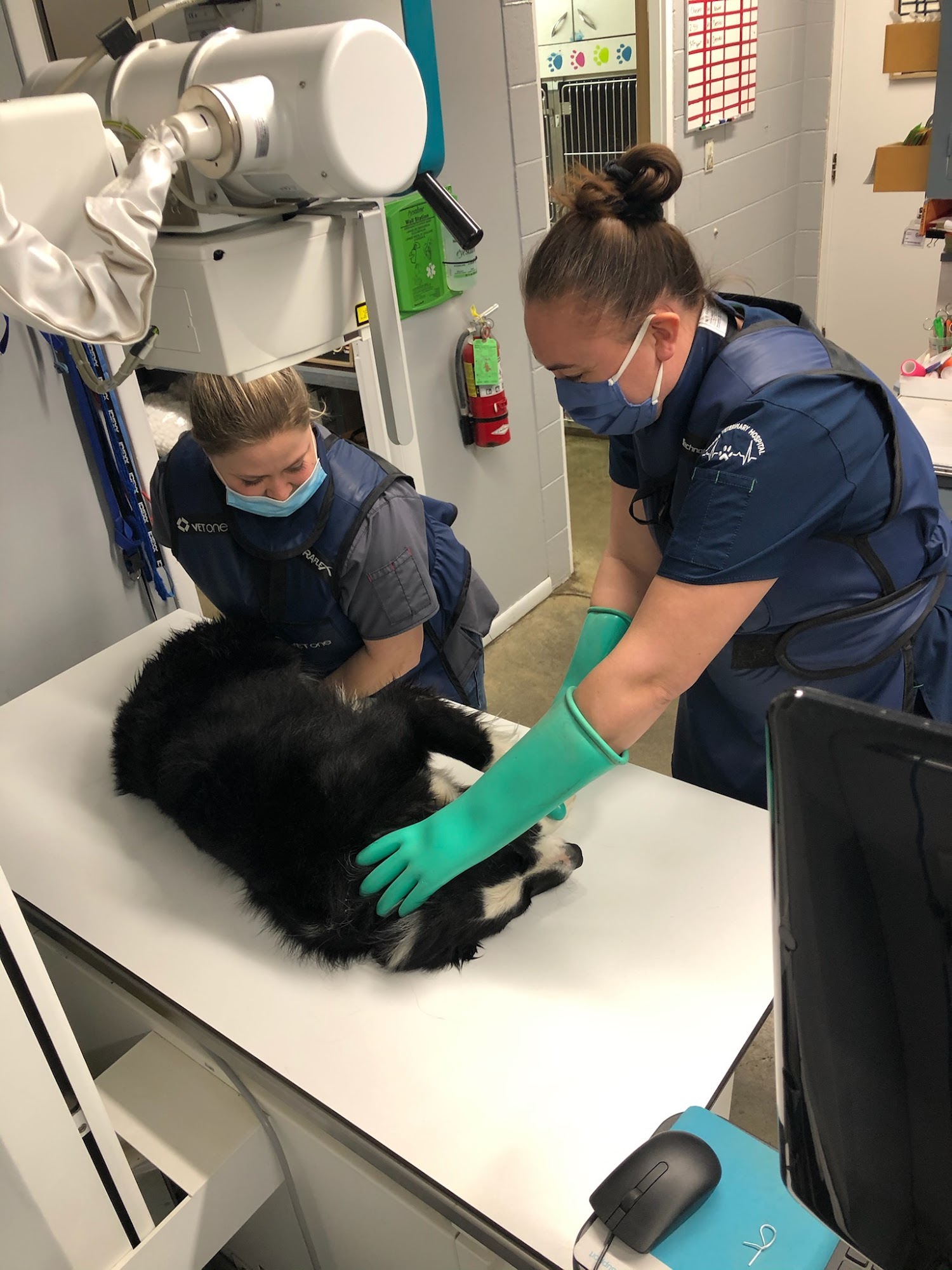 Myrtle Veterinary Hospital Myrtle Point