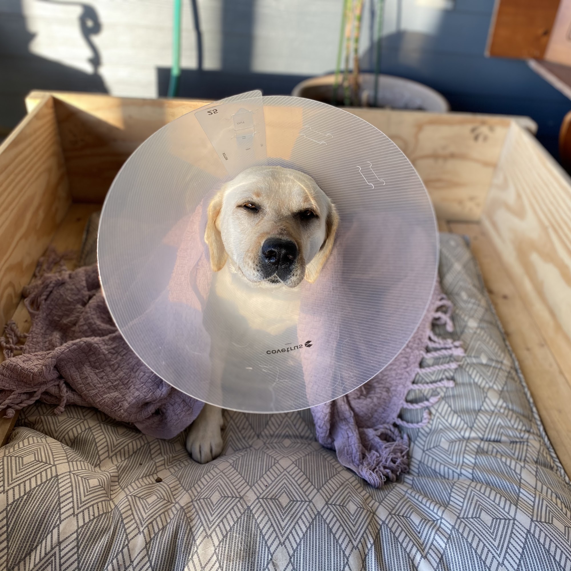 Nehalem Animal Healing Nehalem