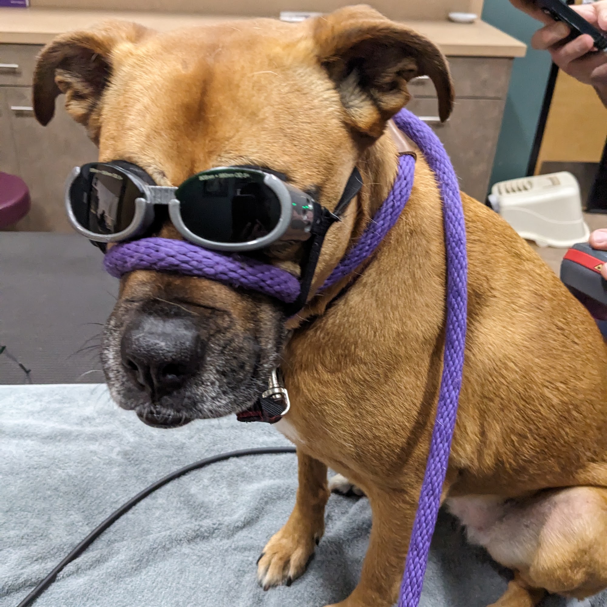 Newberg Canine Rehab Center Newberg