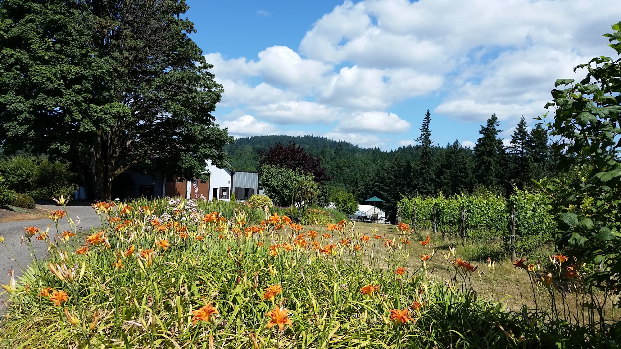 The Potter's Vineyard & Clay Art Gallery Newberg