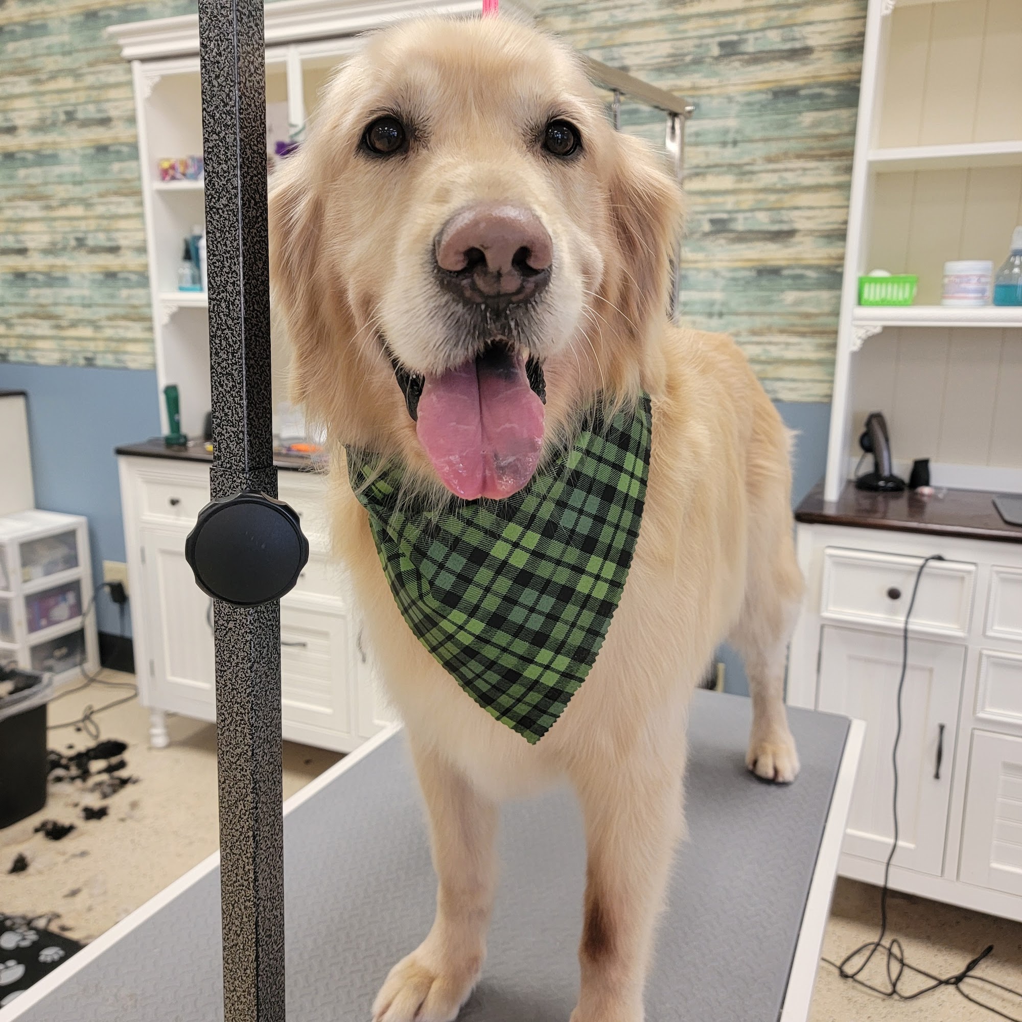 DogGone Dirty Pet Grooming, llc Newberg