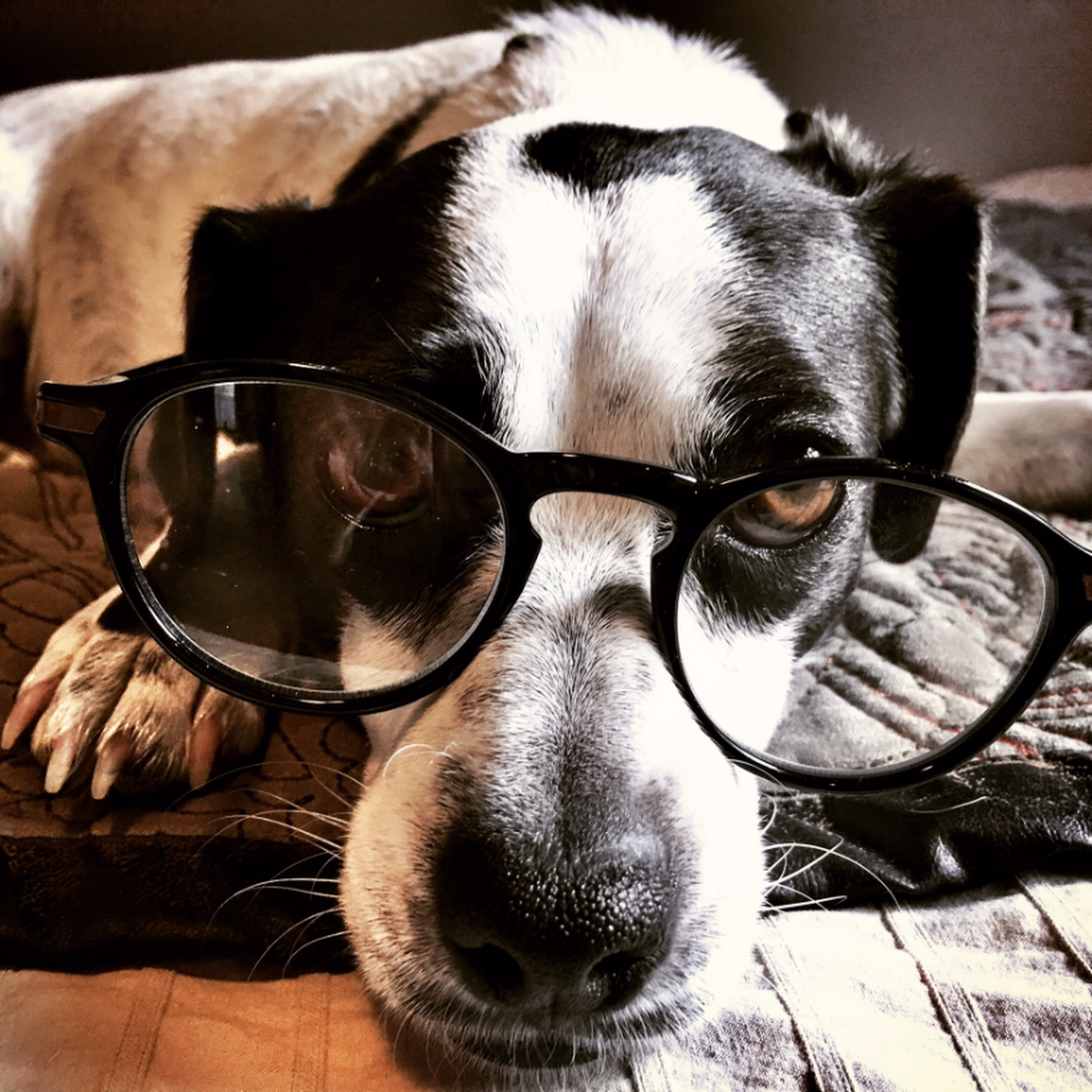 Lewer Daniel E DVM Newport