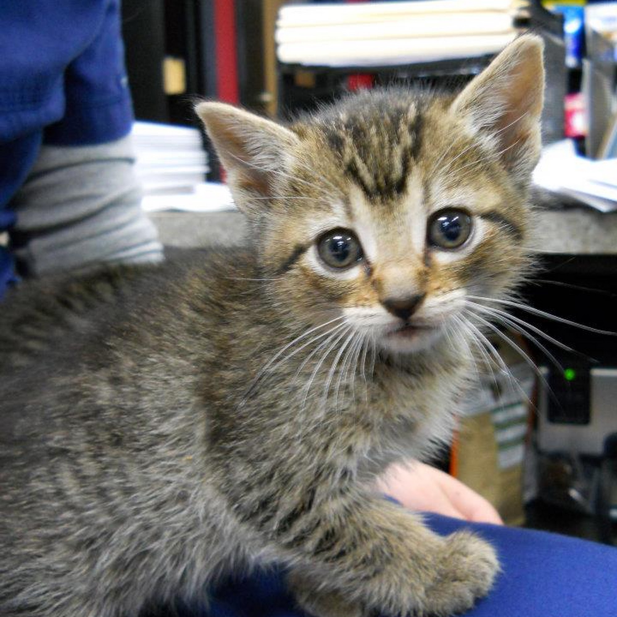 Newport Veterinary Hospital Newport