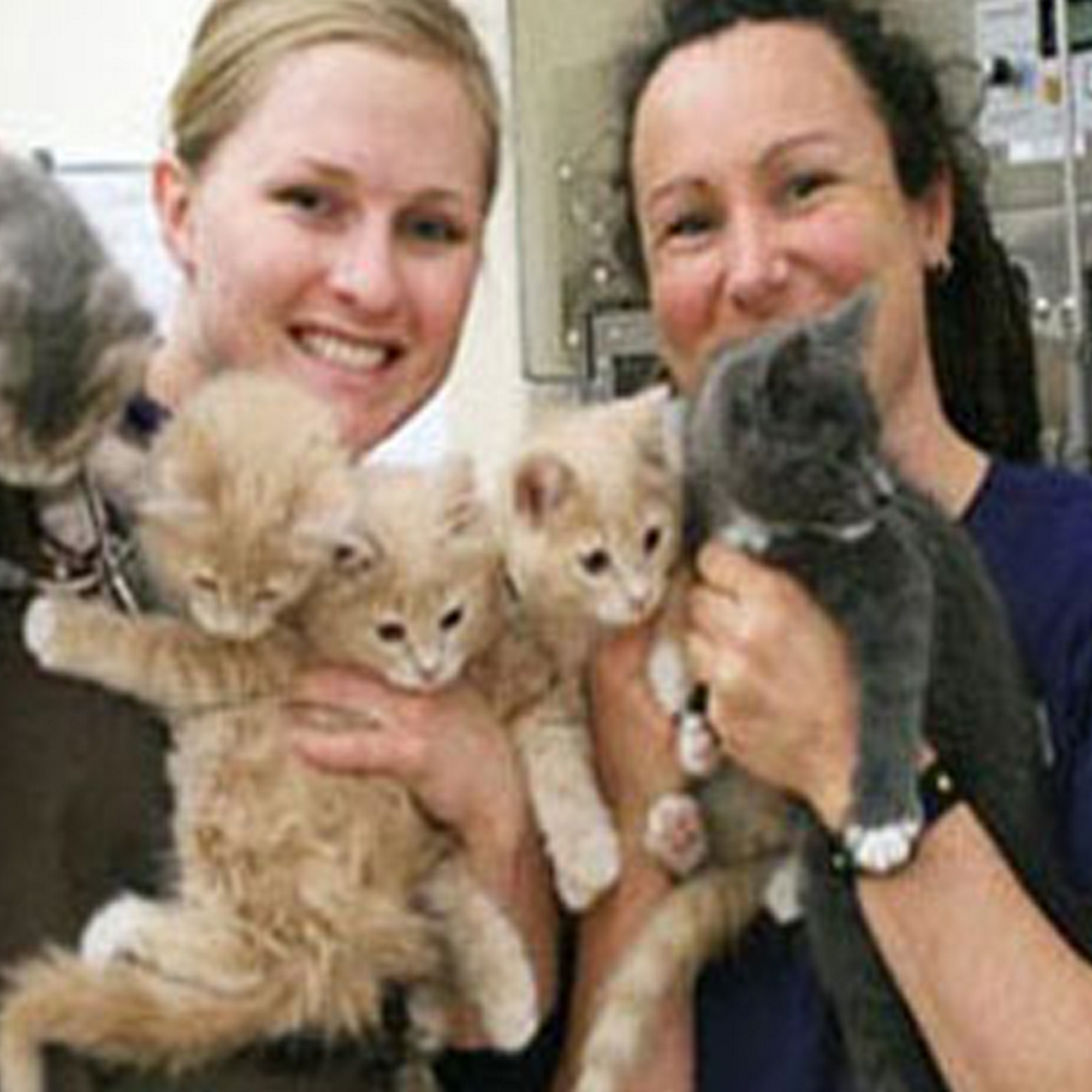 Animal Medical Care Of Newport Newport