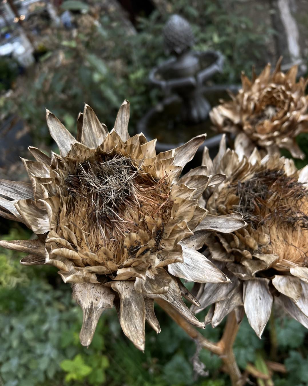 Zurita in Nye Beach Newport