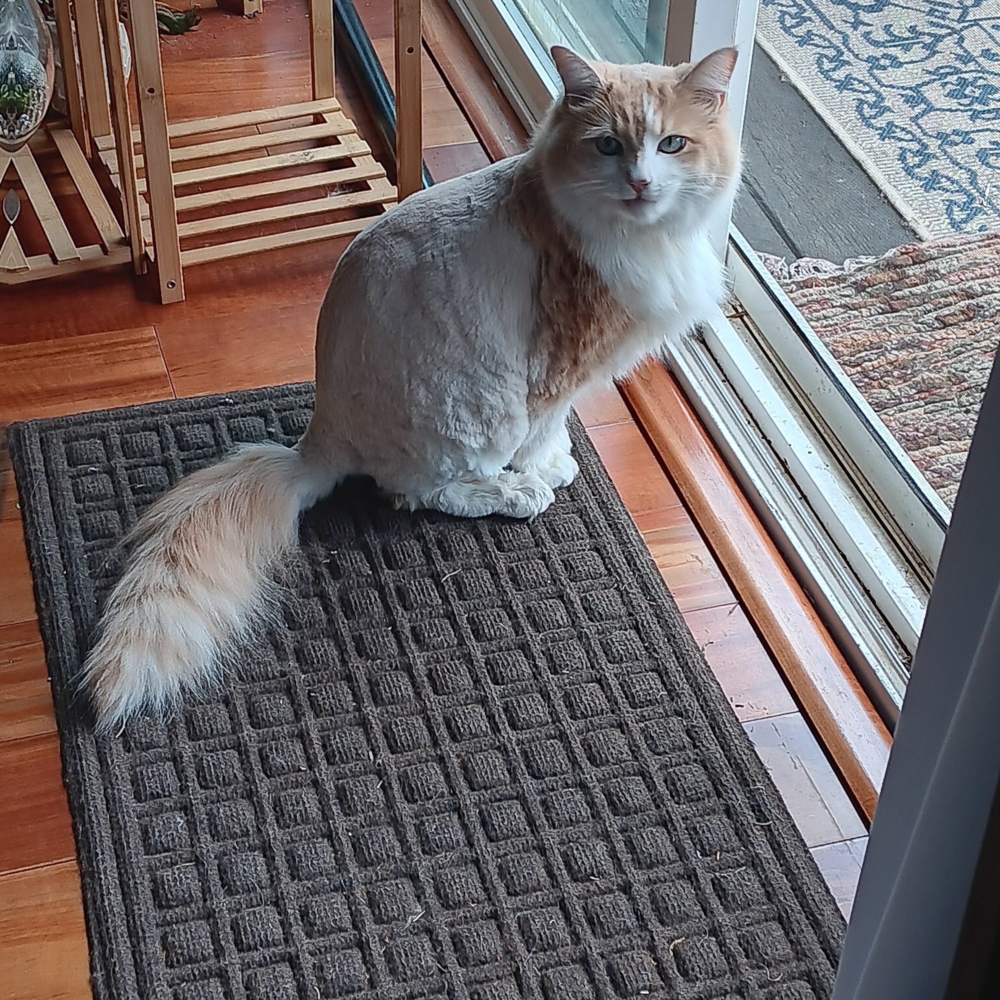 Four Paws Grooming Newport