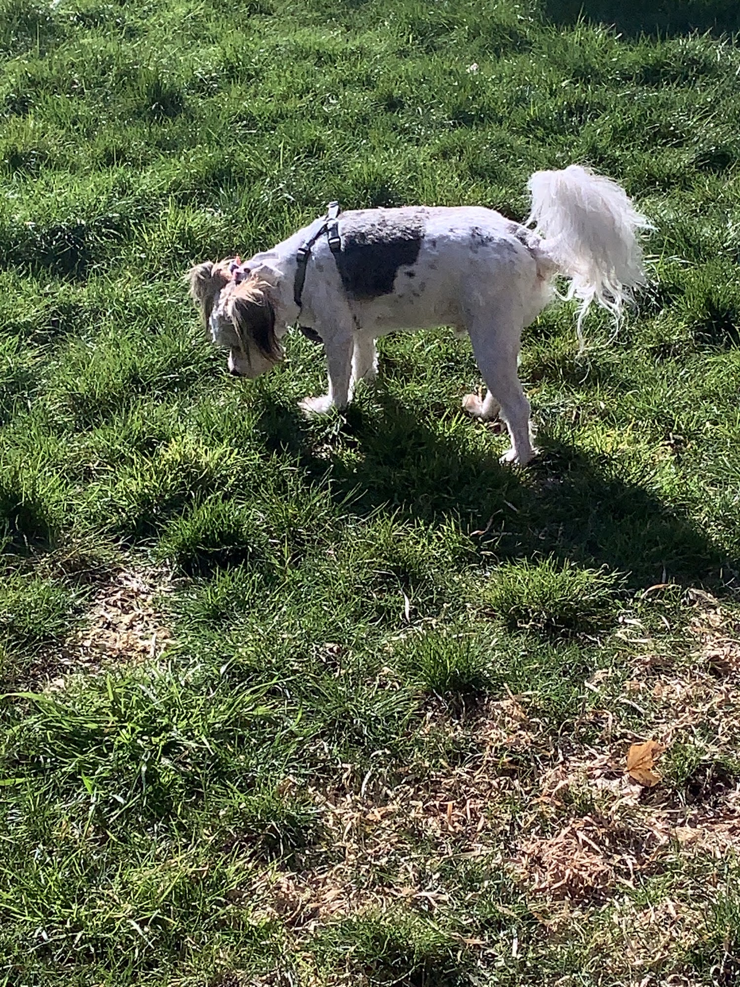 Happy Tails North Bend