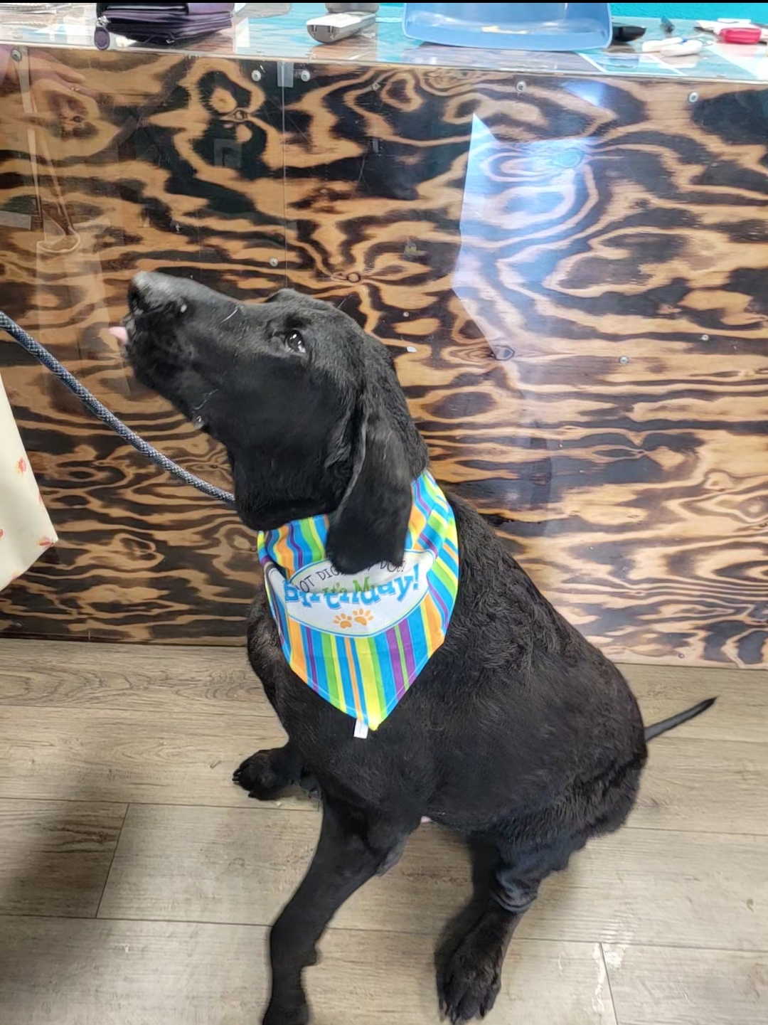 Salty Paws Pet Spa LLC North Bend