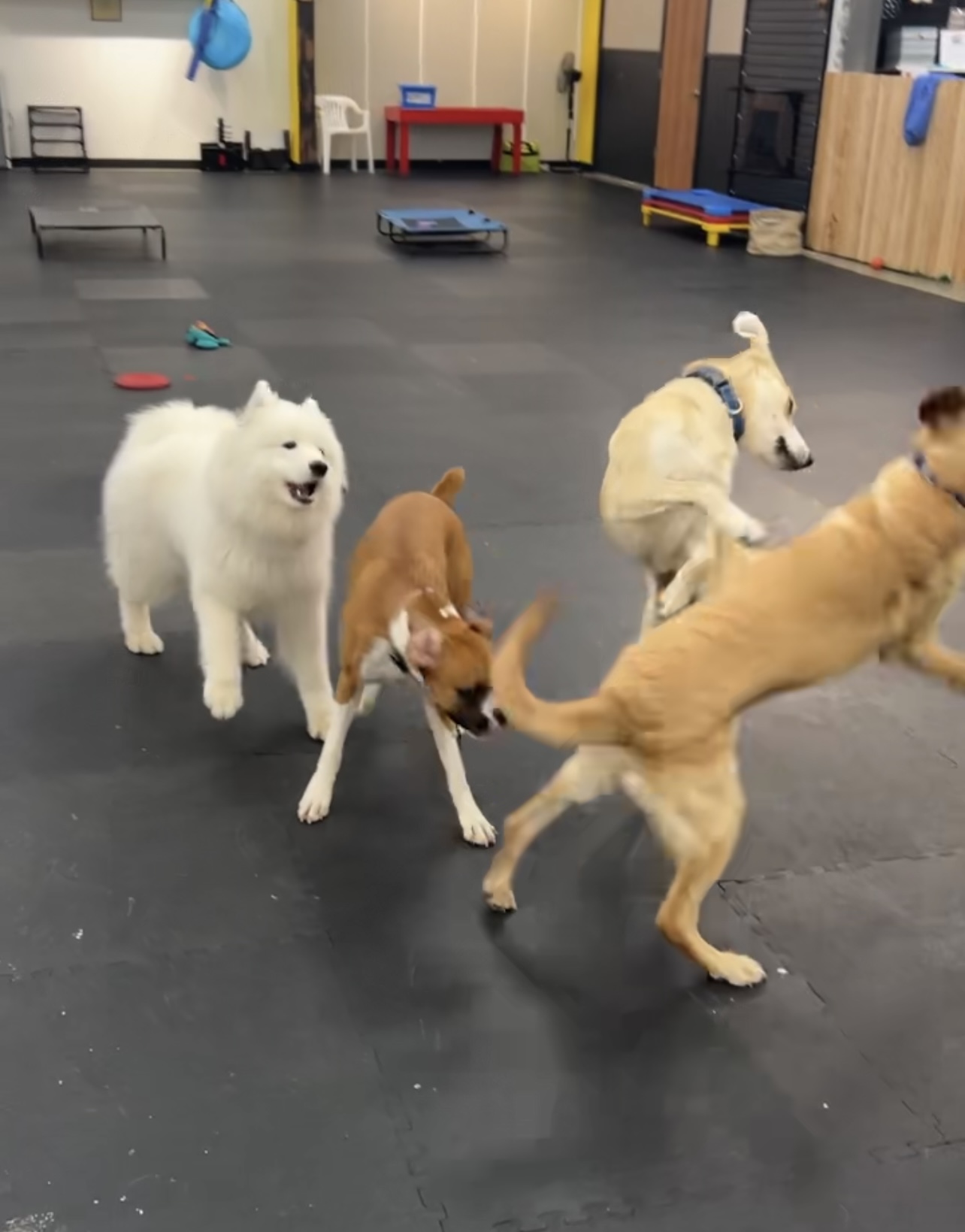 Campbell K9 University & Daycare LLC North Bend