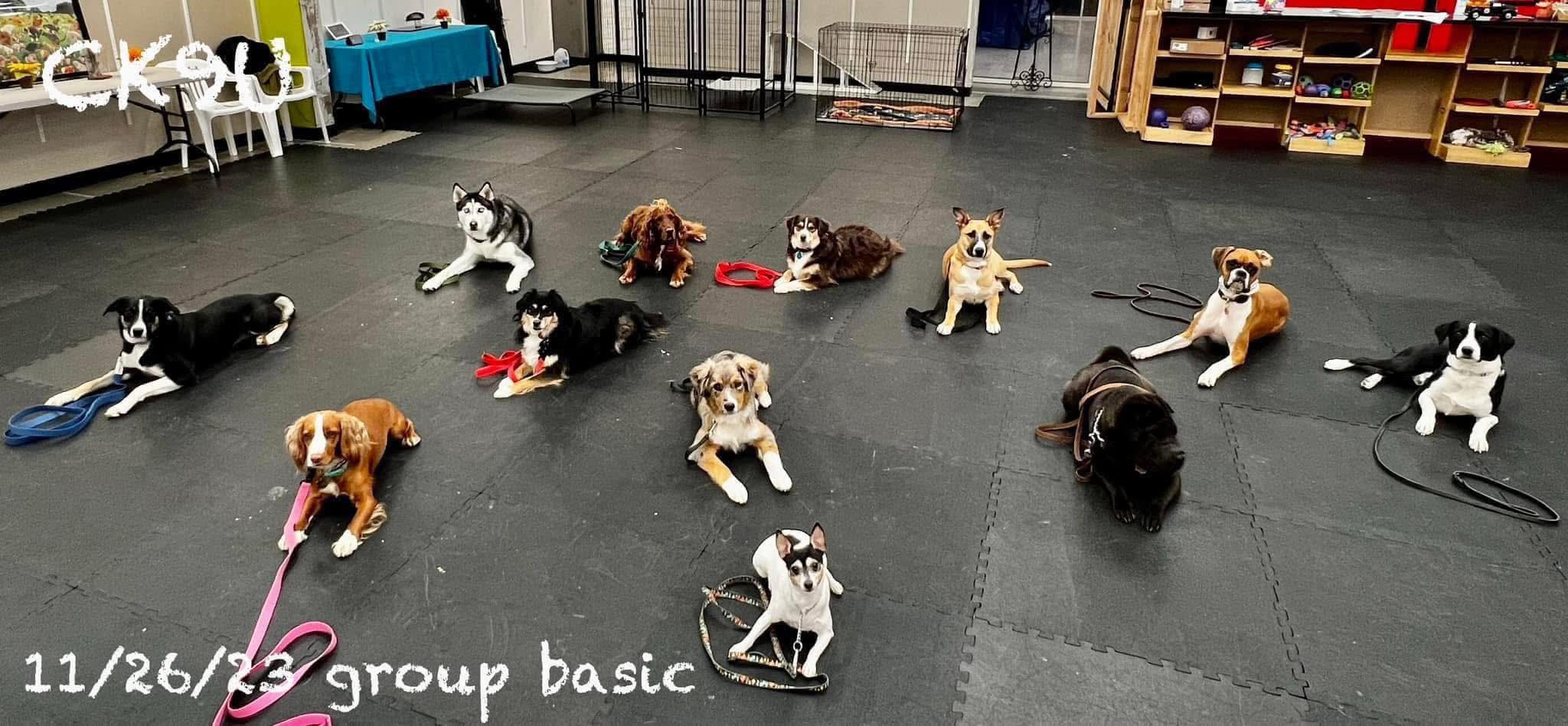 Campbell K9 University & Daycare LLC North Bend