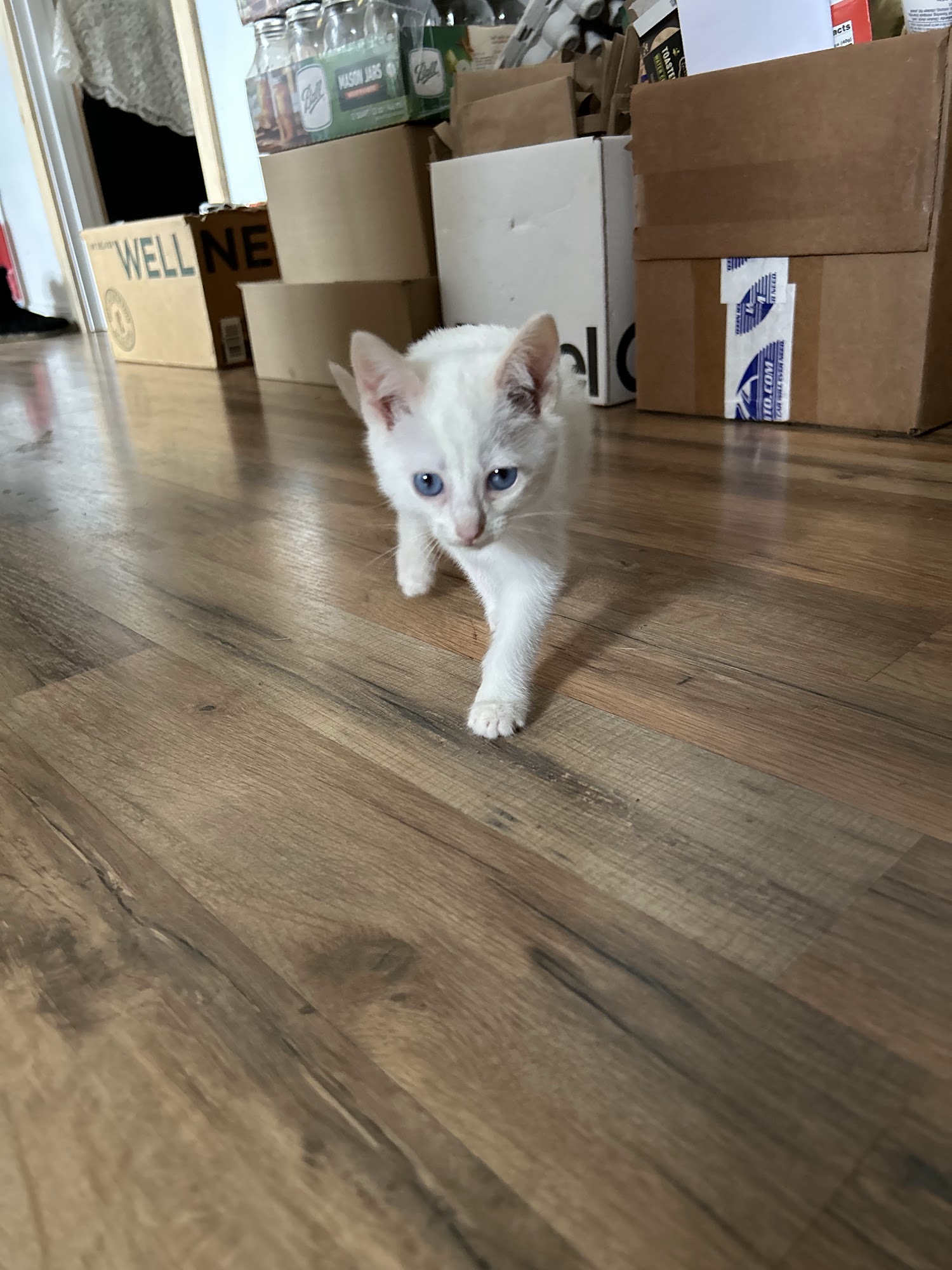 Friends of Coos County Animals North Bend