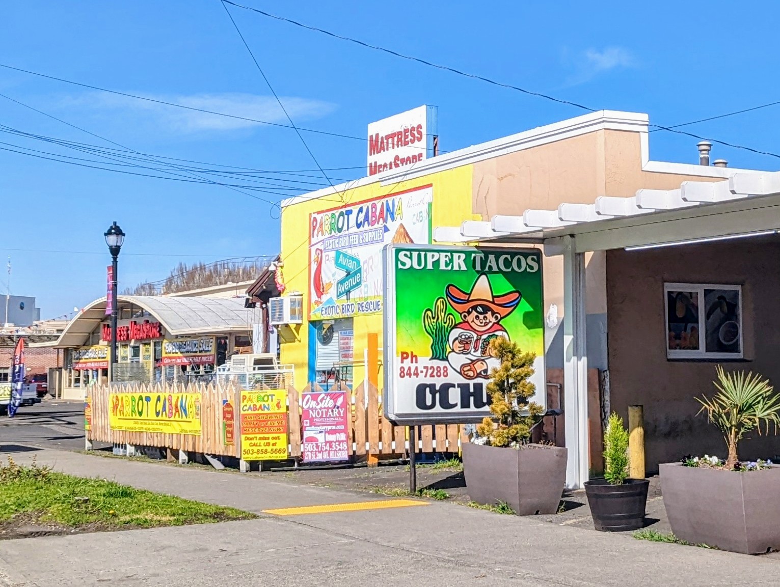 Parrot Cabana North Plains