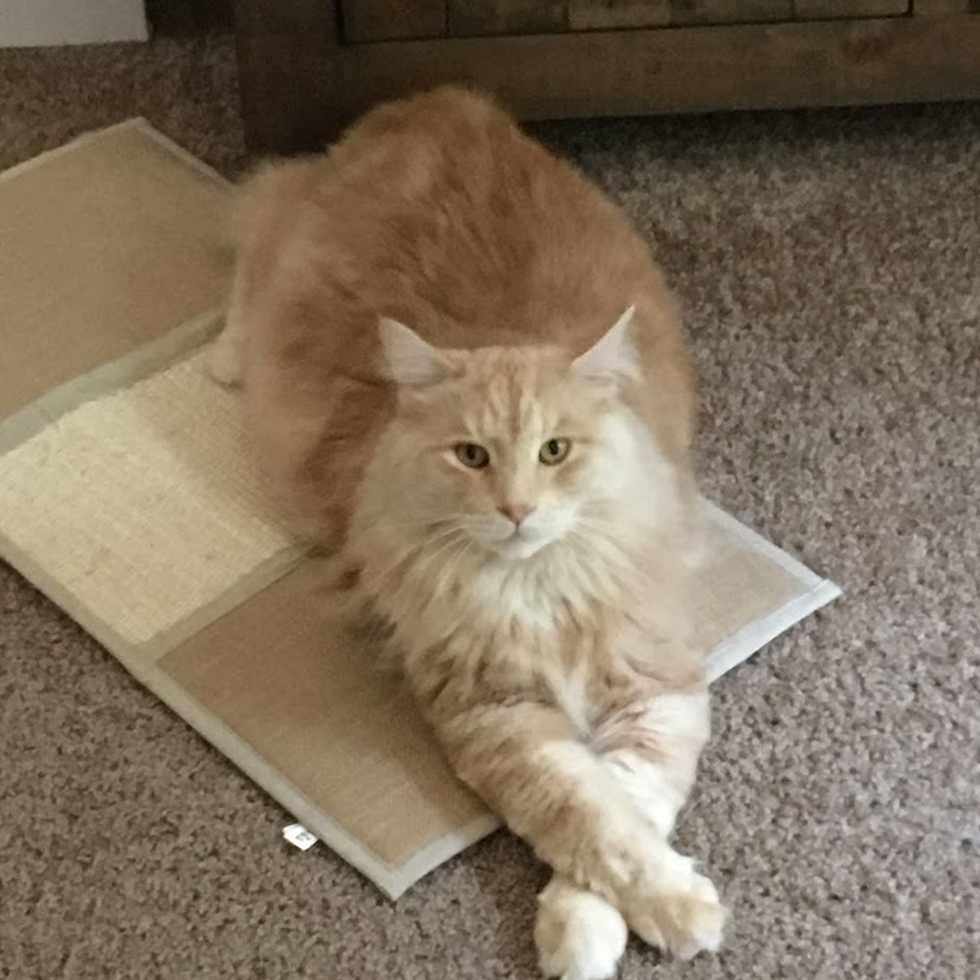 Barclay Hills Animal Clinic Oregon City