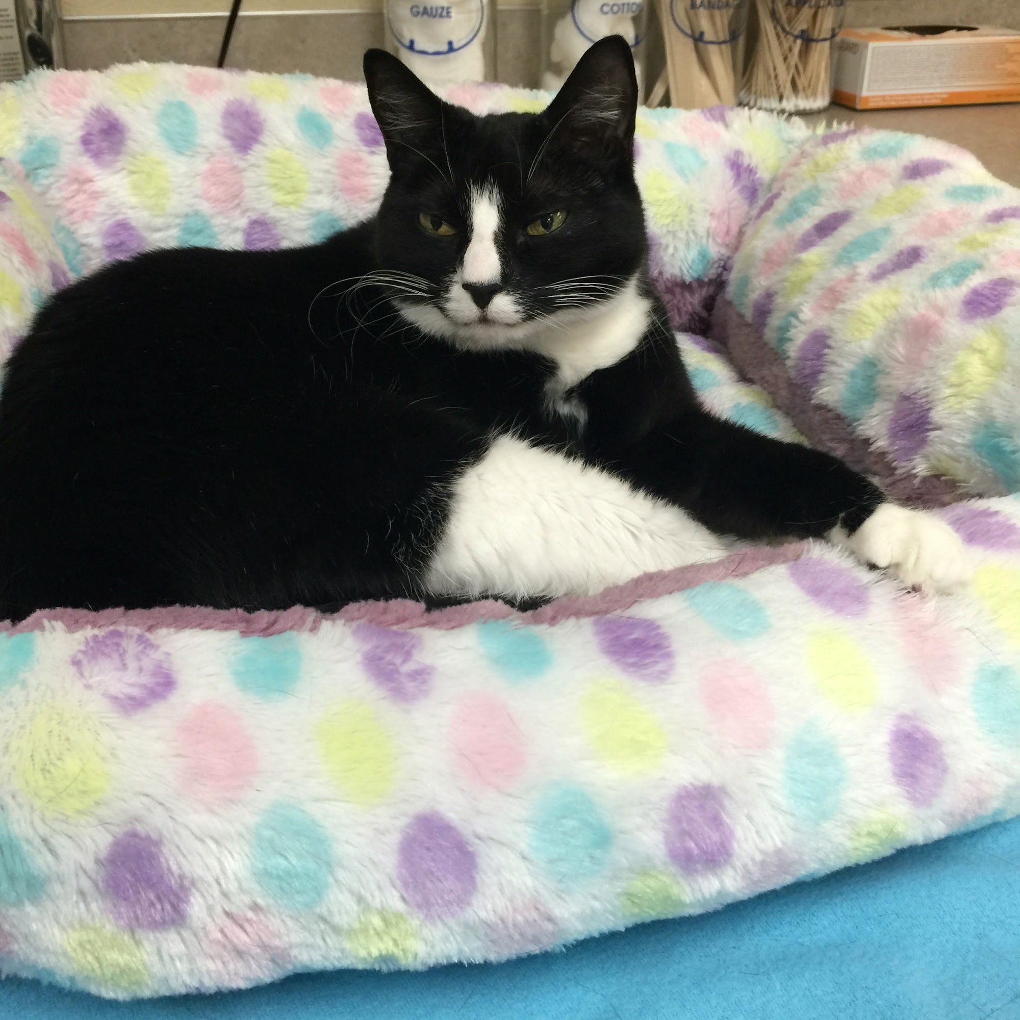 The Cat's Meow Cat Clinic Oregon City