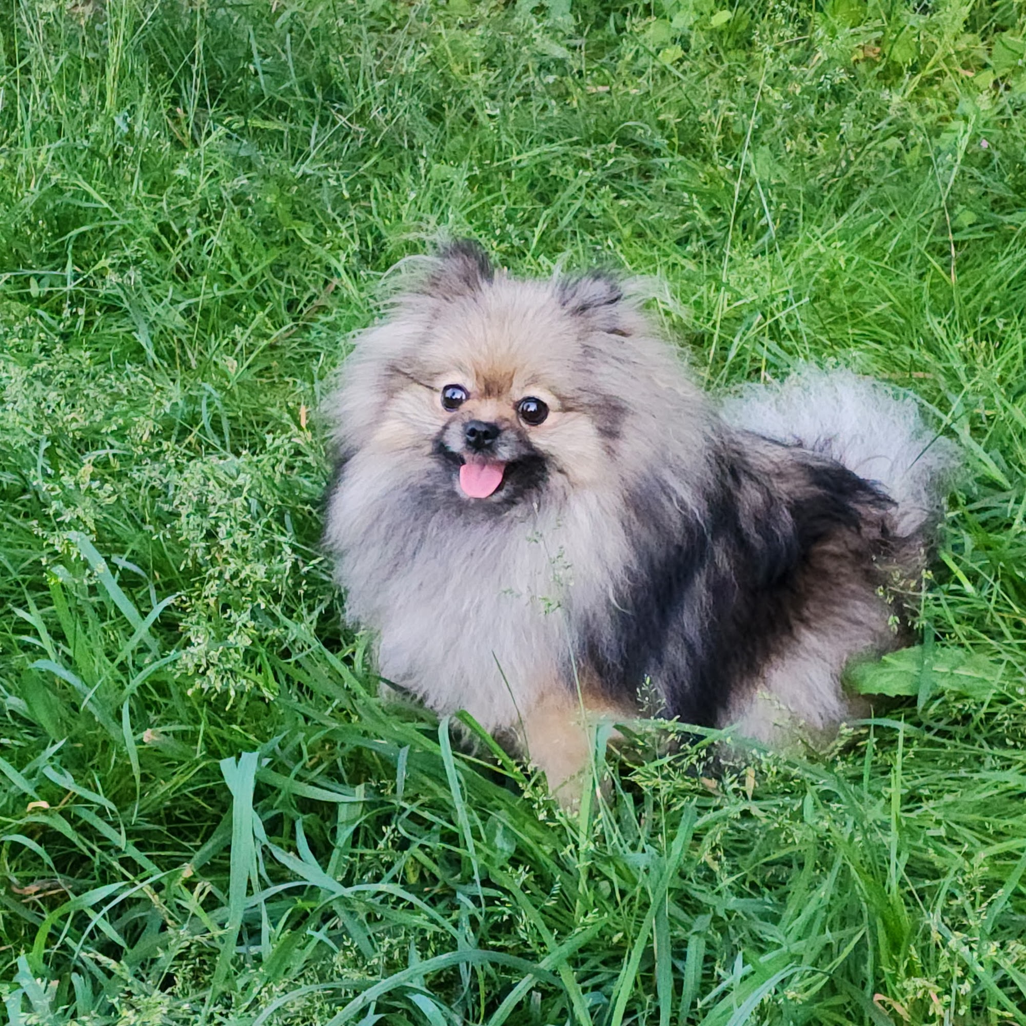 Pioneer Animal Hospital Oregon City