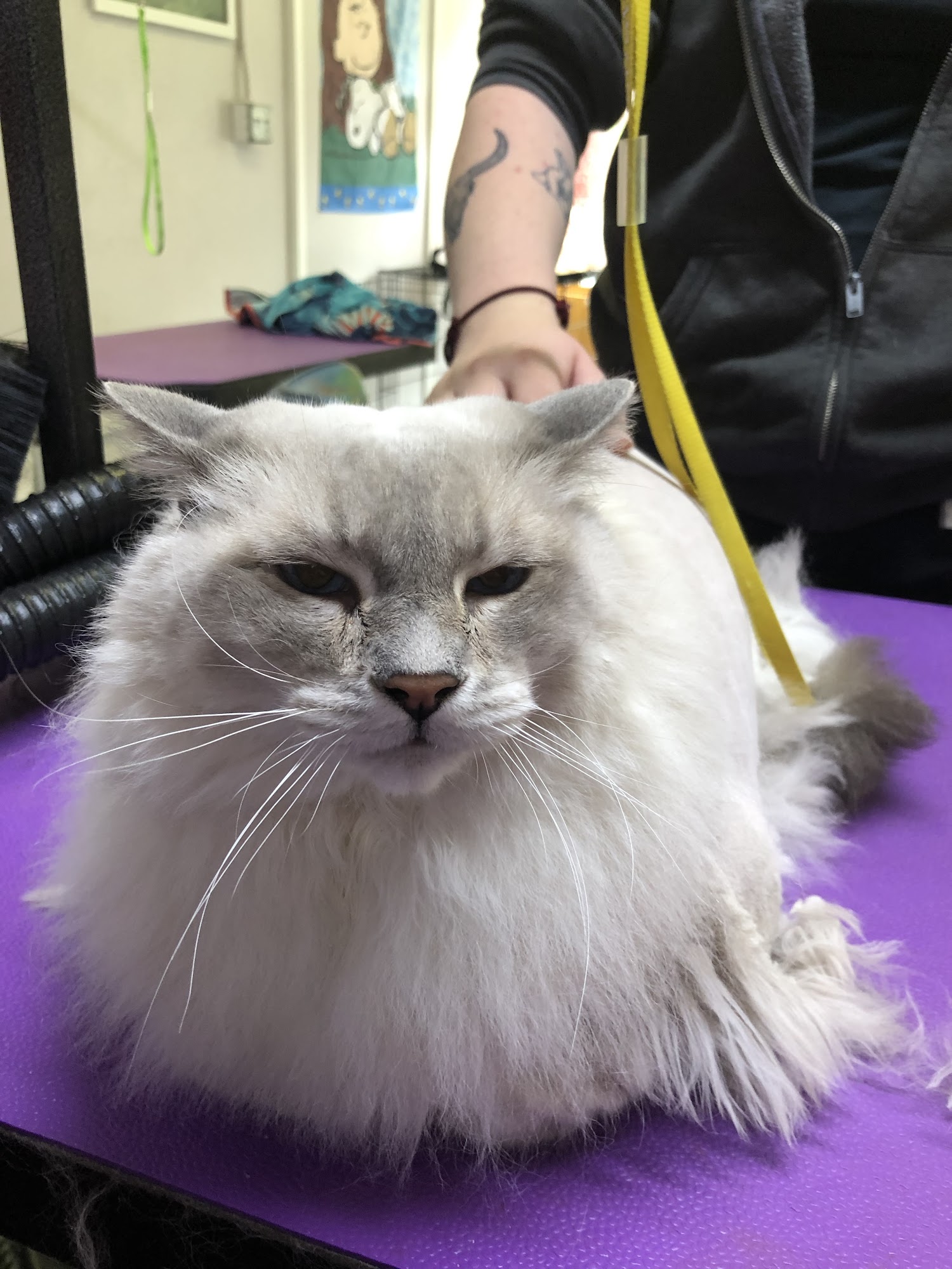 Bratdogz Pet Spa - Oregon City Pet Grooming Oregon City