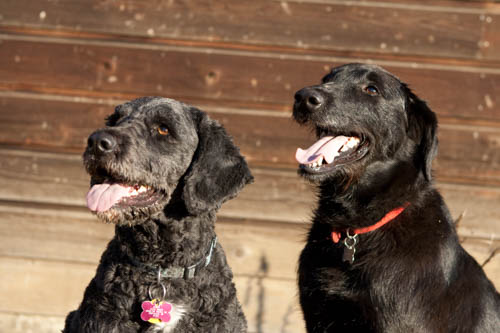 All Pets Health and Rehab, LLC Philomath