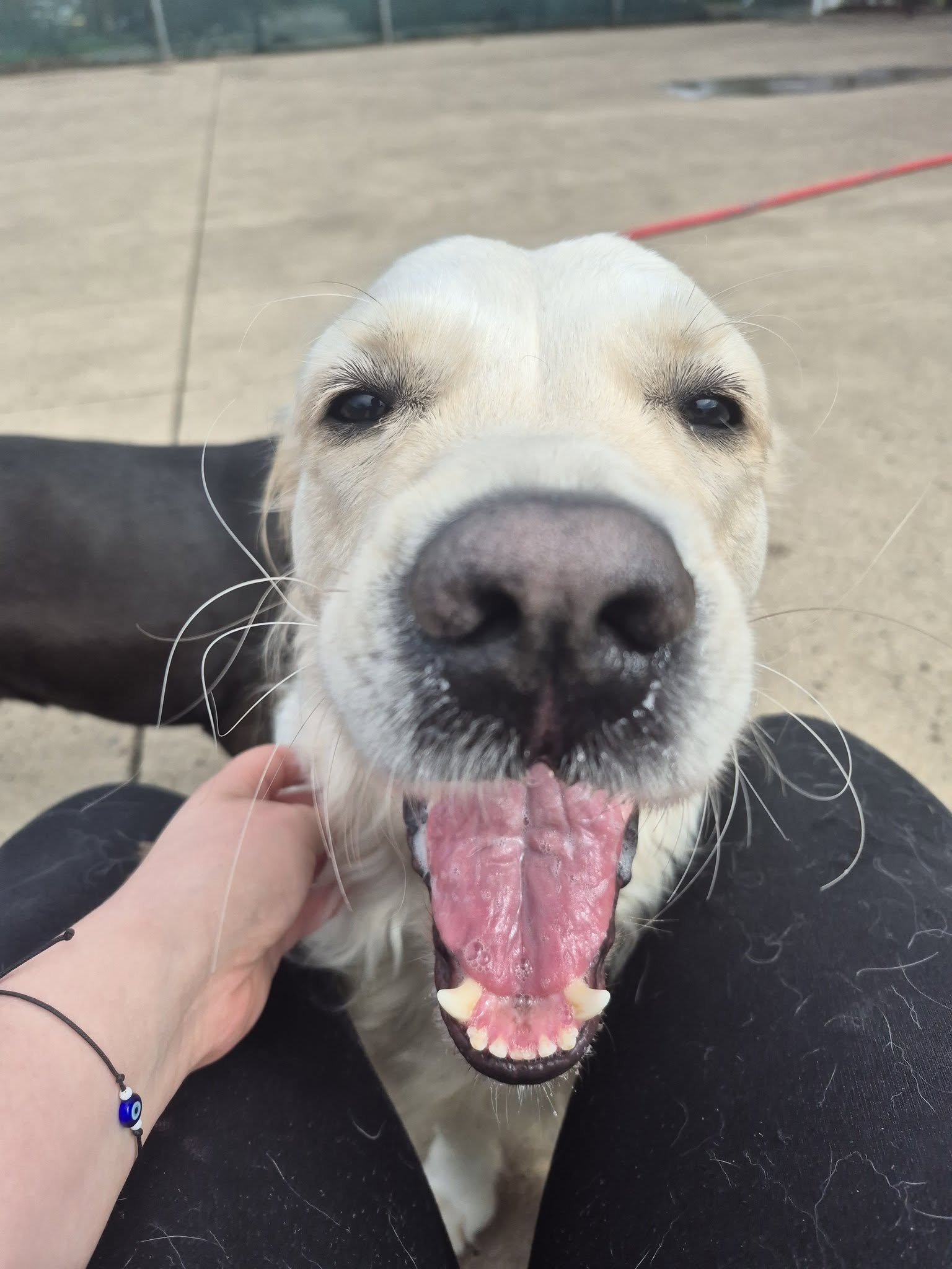 Inavale Farm Boarding and Grooming Philomath
