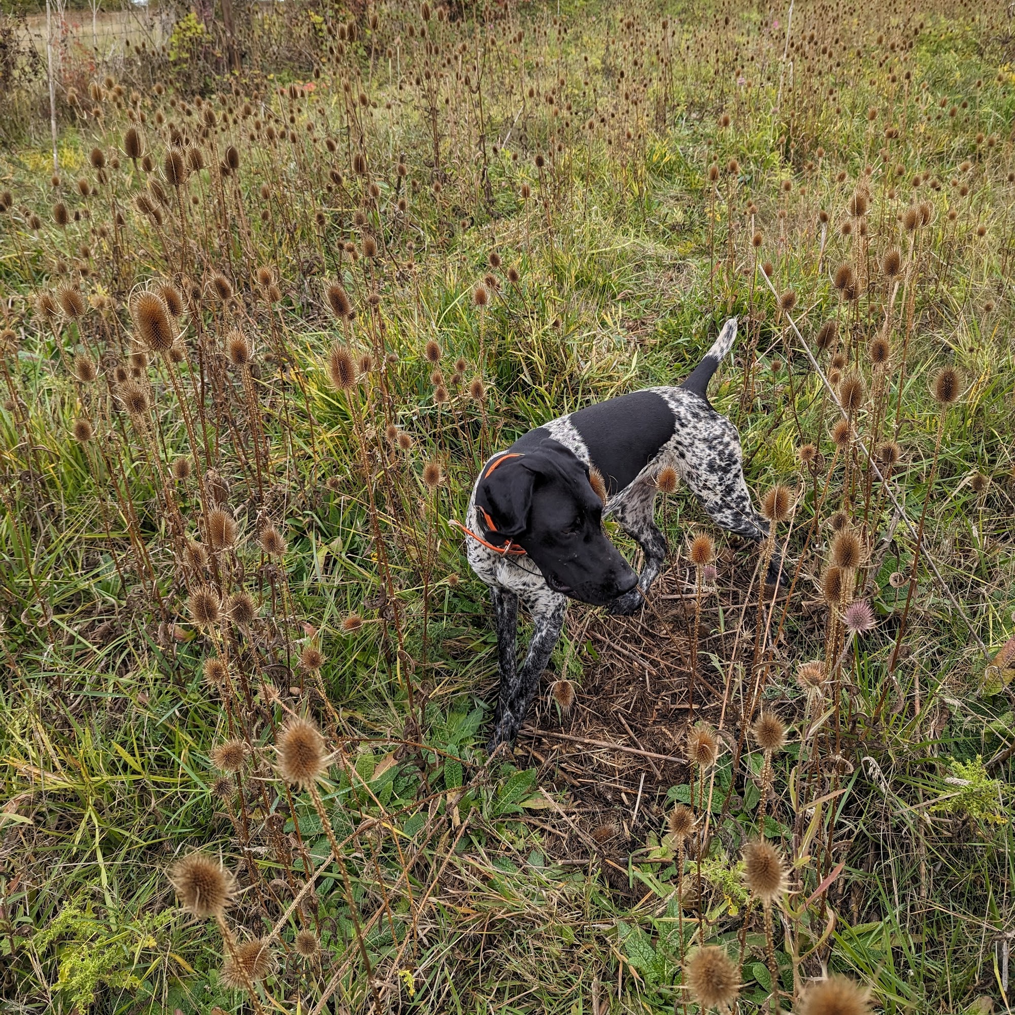 Calvert Kennels Philomath