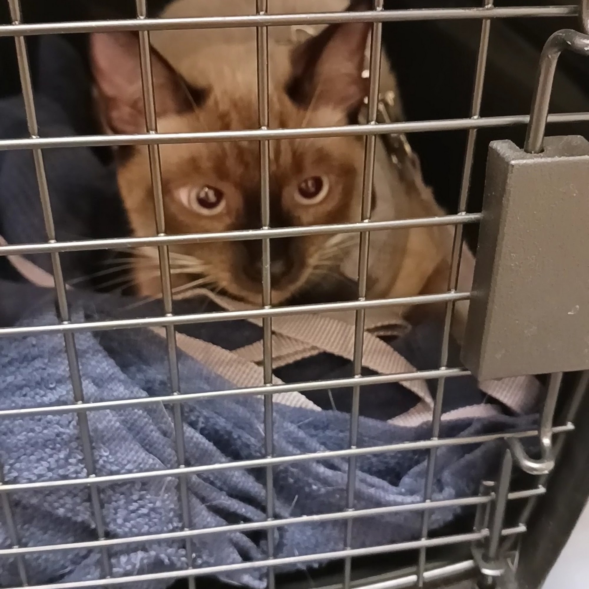 The Cheerful Vet Phoenix