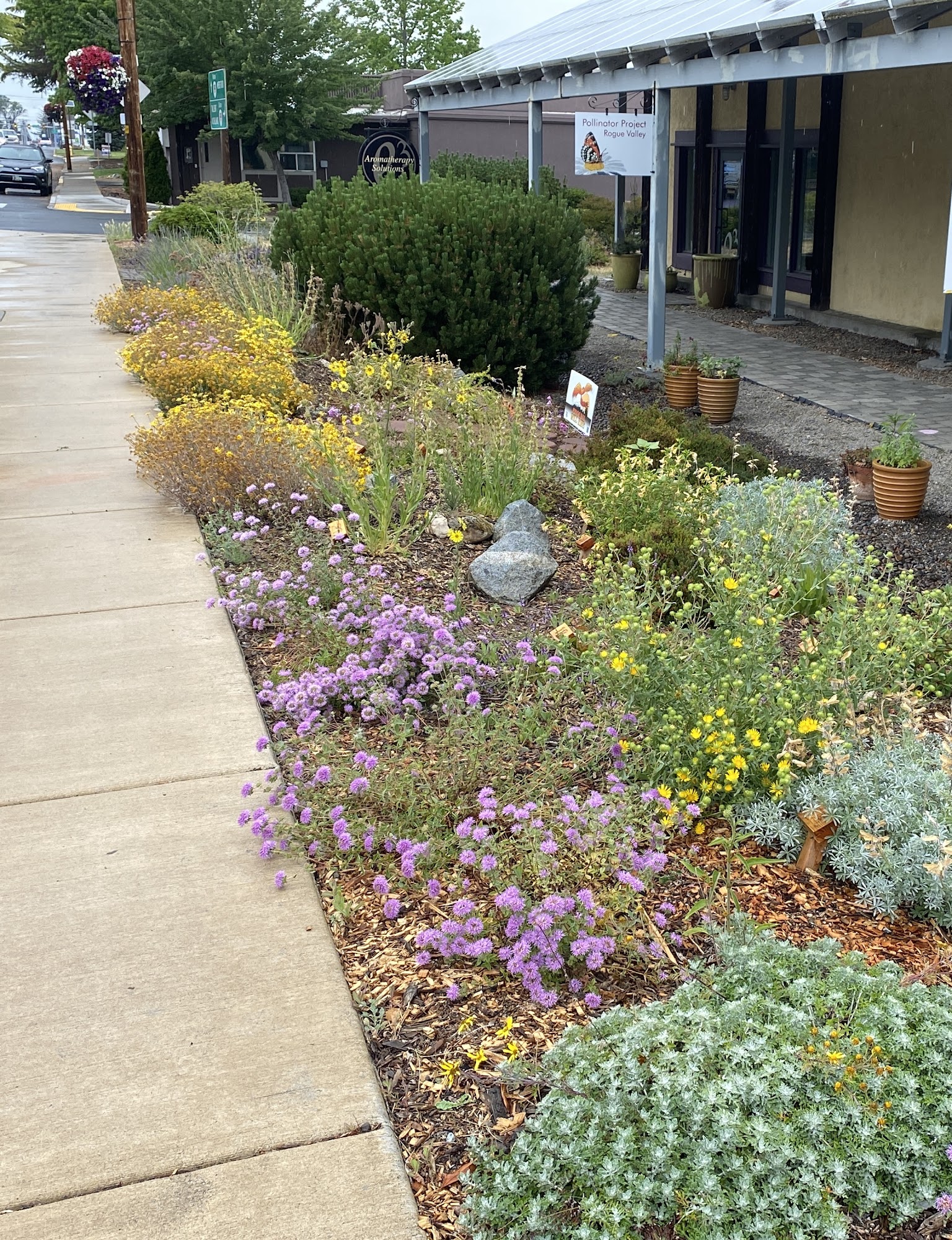 Pollinator Project Rogue Valley Phoenix