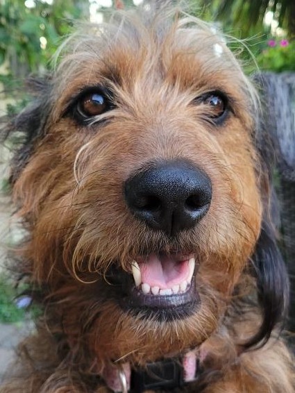 Embarkadero Compassionate Grooming Pleasant Hill