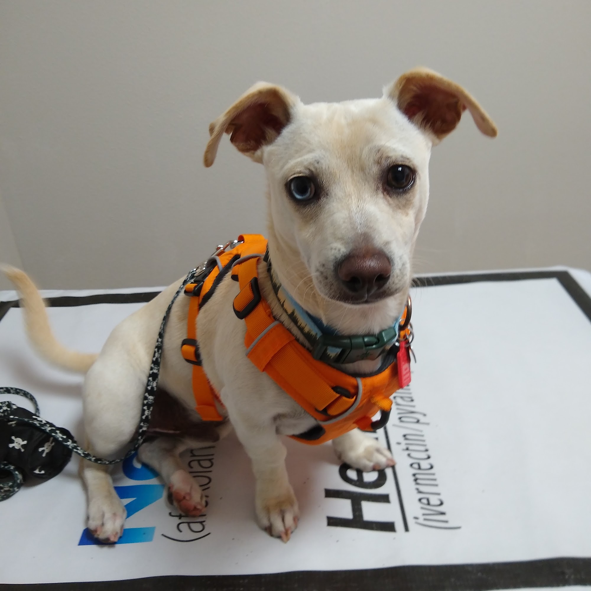 Viva Pet Care Portland