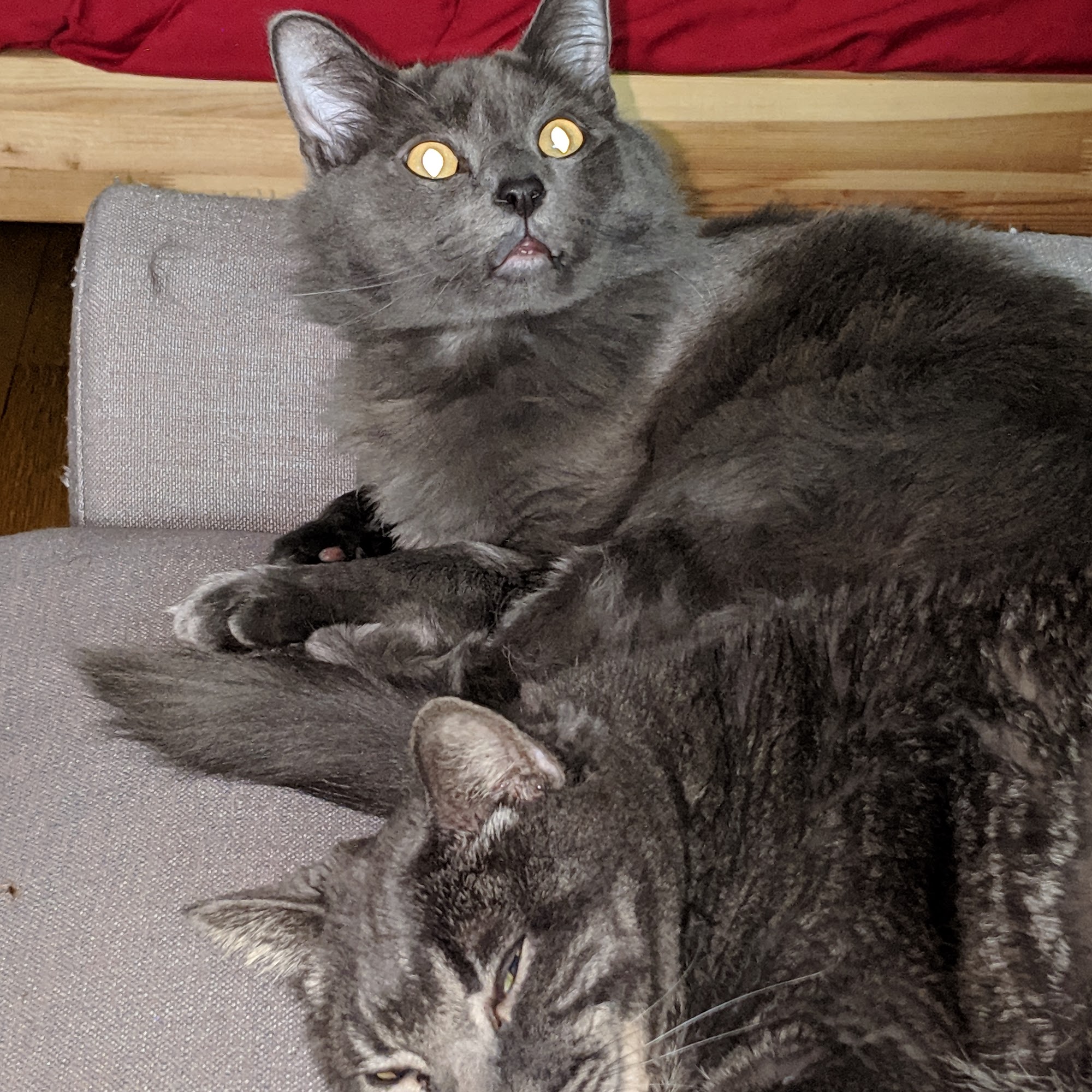 Wildwood Veterinary Clinic Portland