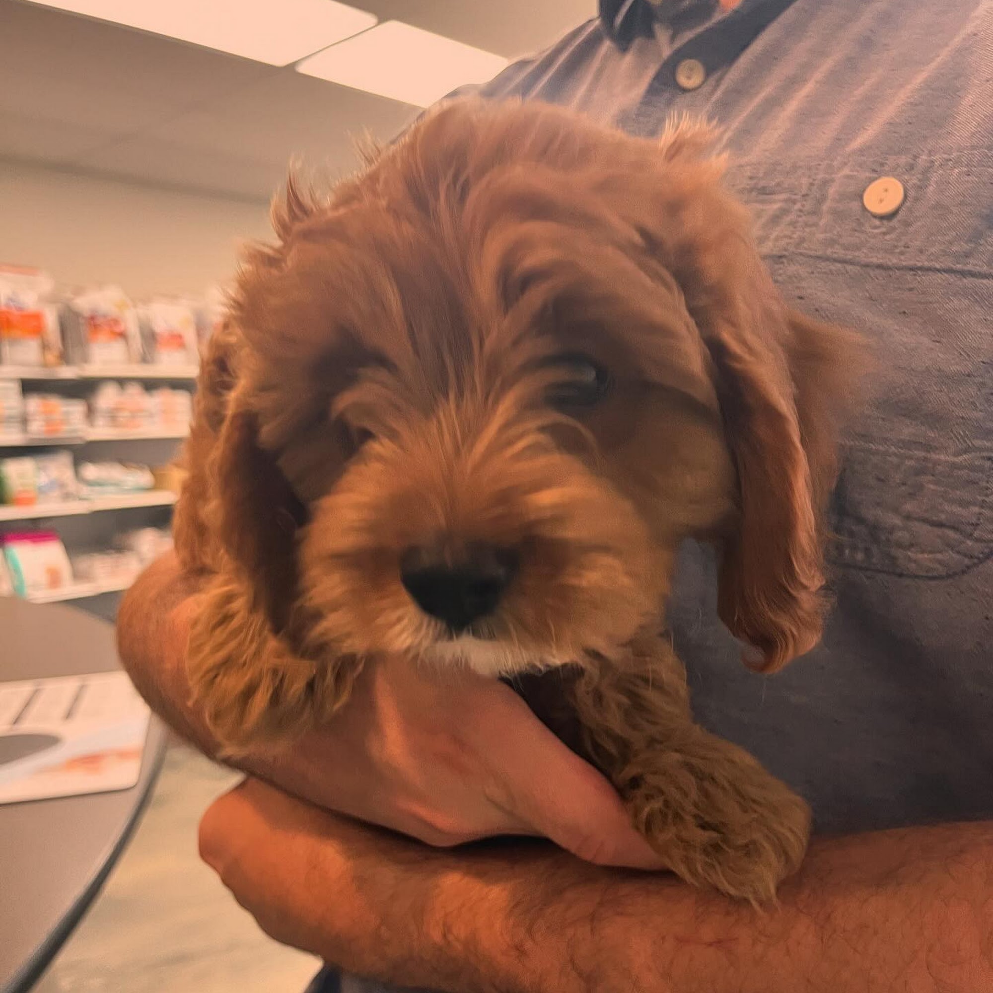 Peninsula Dog and Cat Clinic Portland