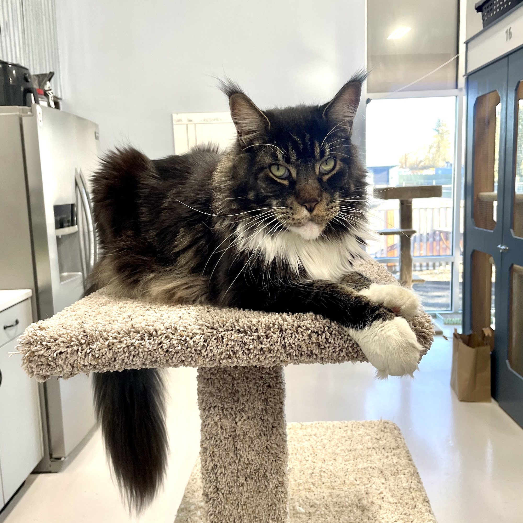 Kitty Cat Condos - Cat Boarding - Luxury Rooms Portland