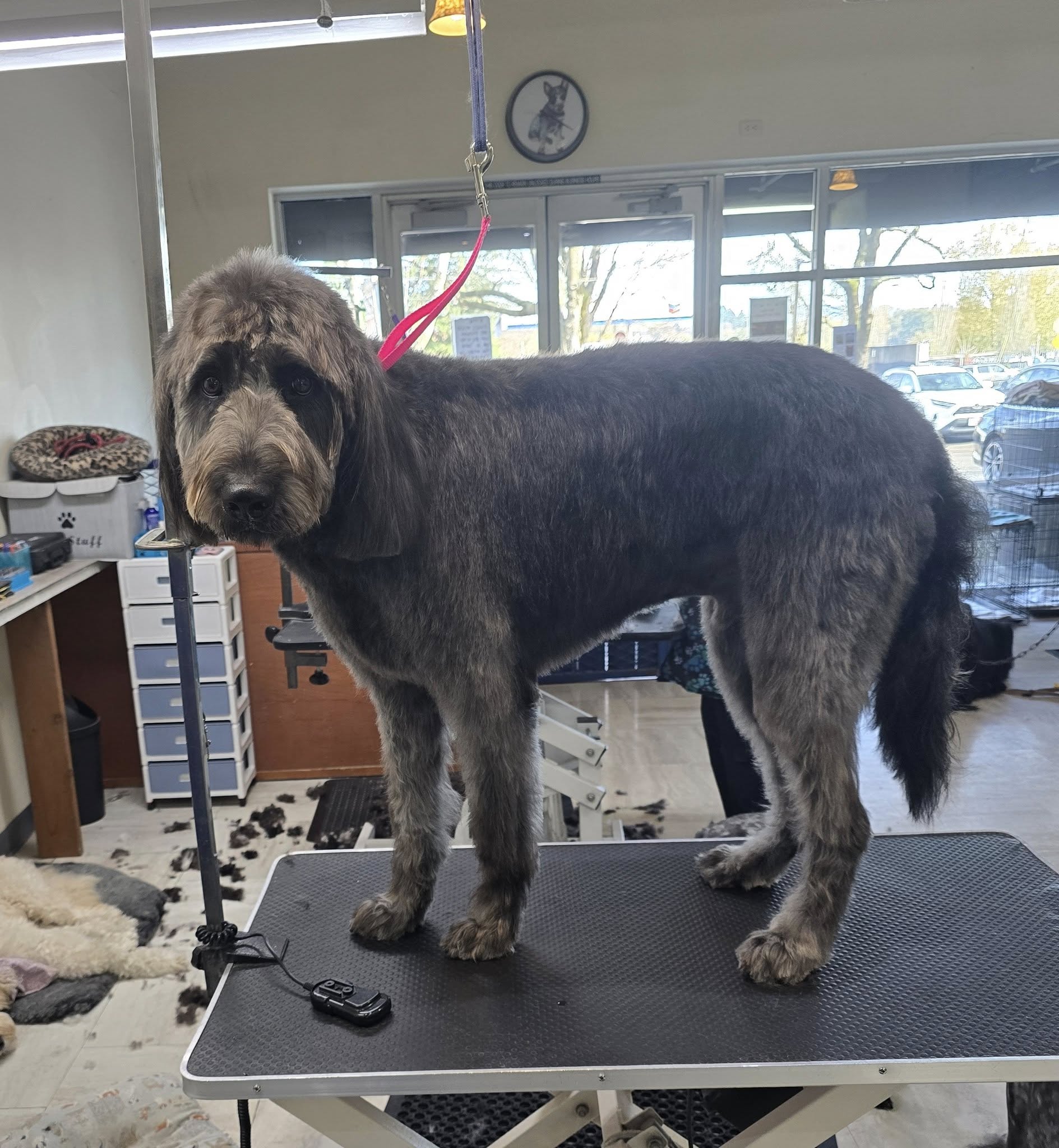 Wiggles & Wags Grooming - Dog Wash | Dog Groomer | Pet Salon | Dog Grooming Service in Portland OR Portland