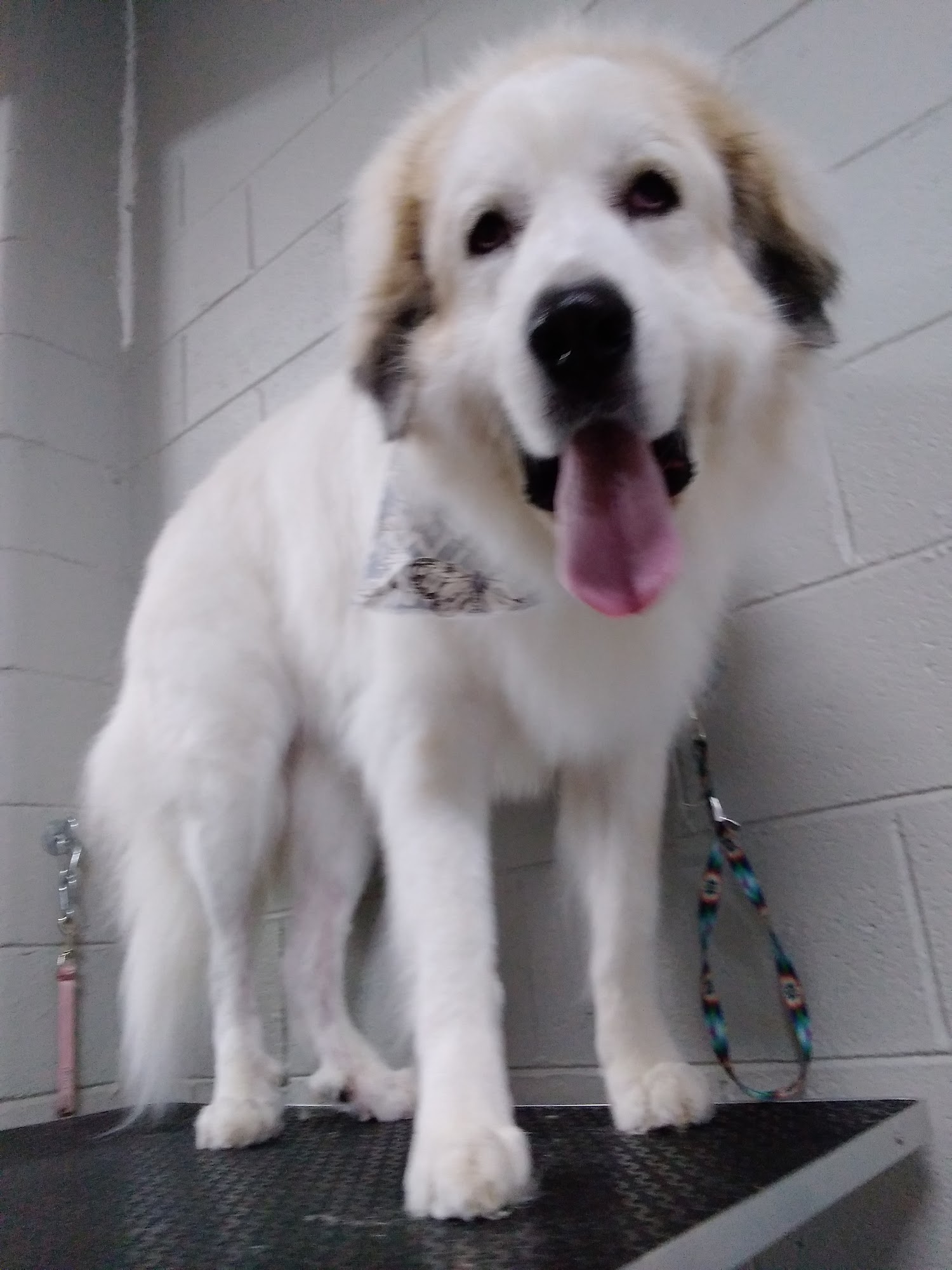 Pups Parlor Portland