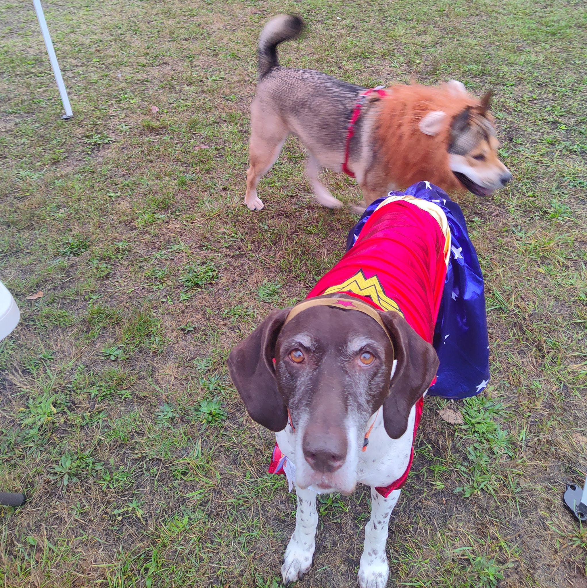 BarkZone Dog Daycare & Boarding Portland