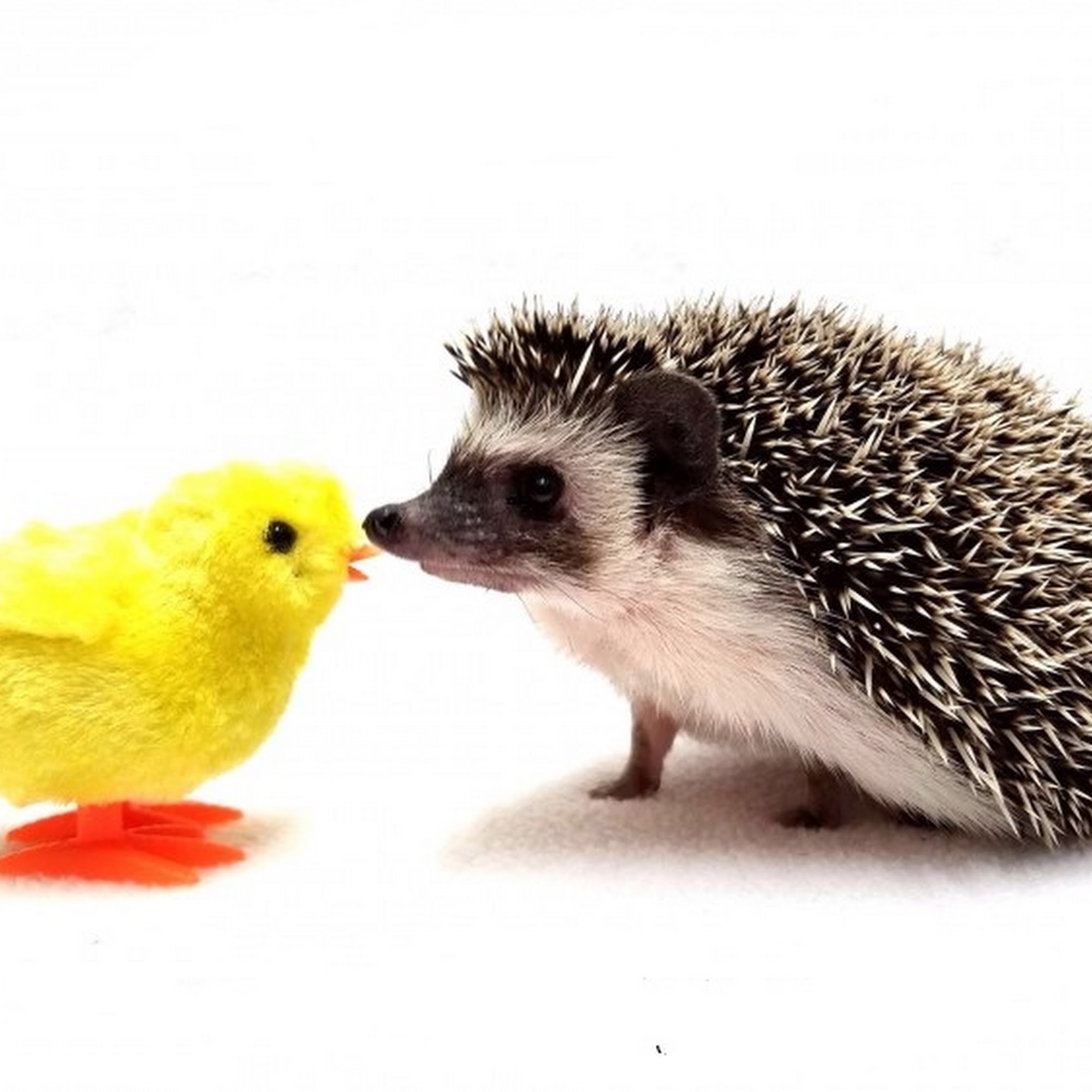 rose city hedgehogs APPOINTMENT ONLY Portland